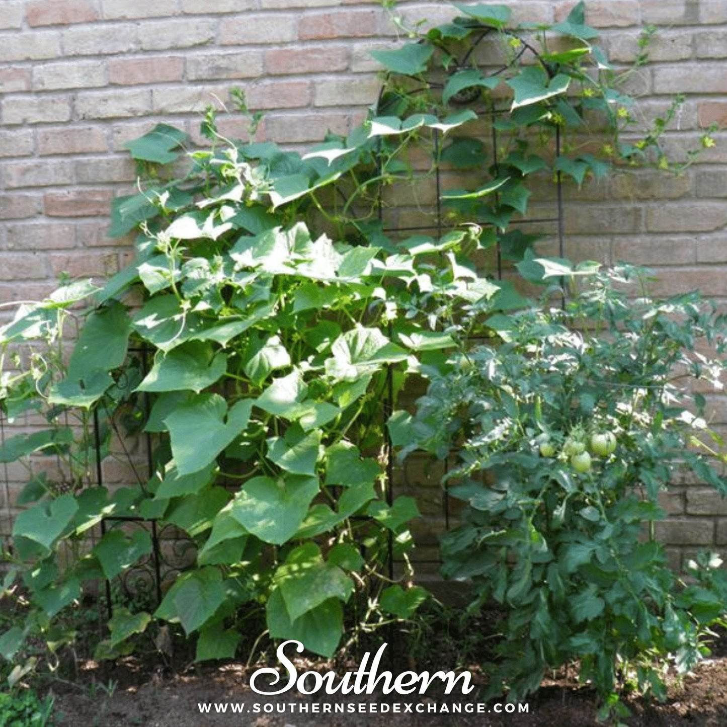 Straight 8 Cucumber ā 30 Seeds