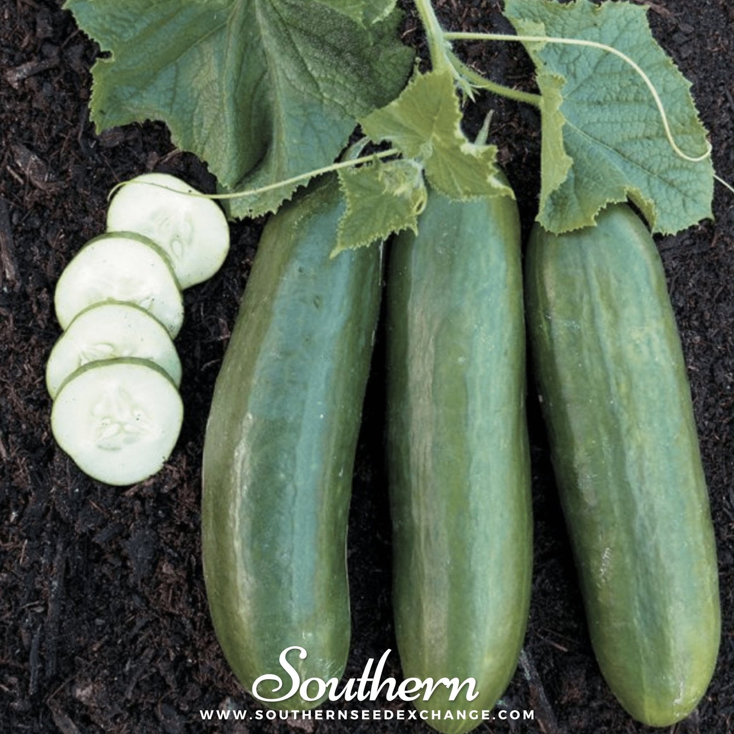 Straight 8 Cucumber ā 30 Seeds