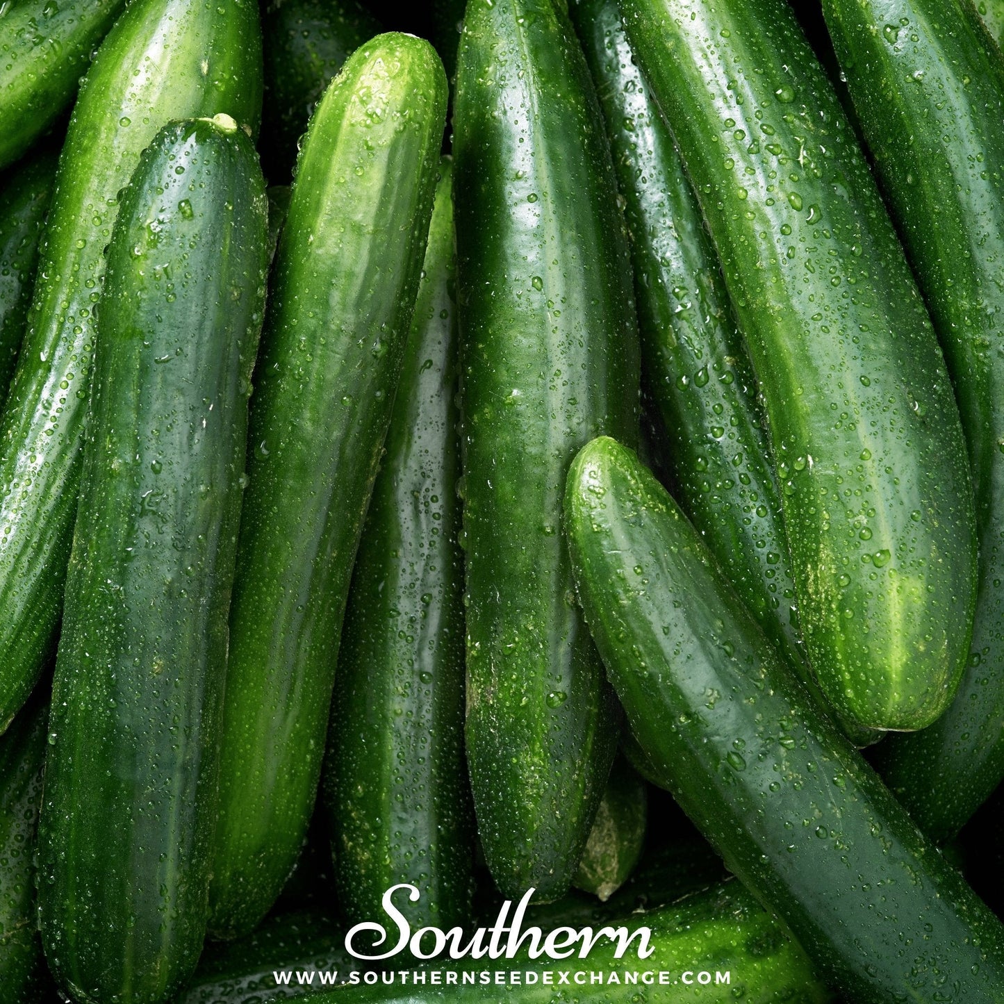 Straight 8 Cucumber ā 30 Seeds