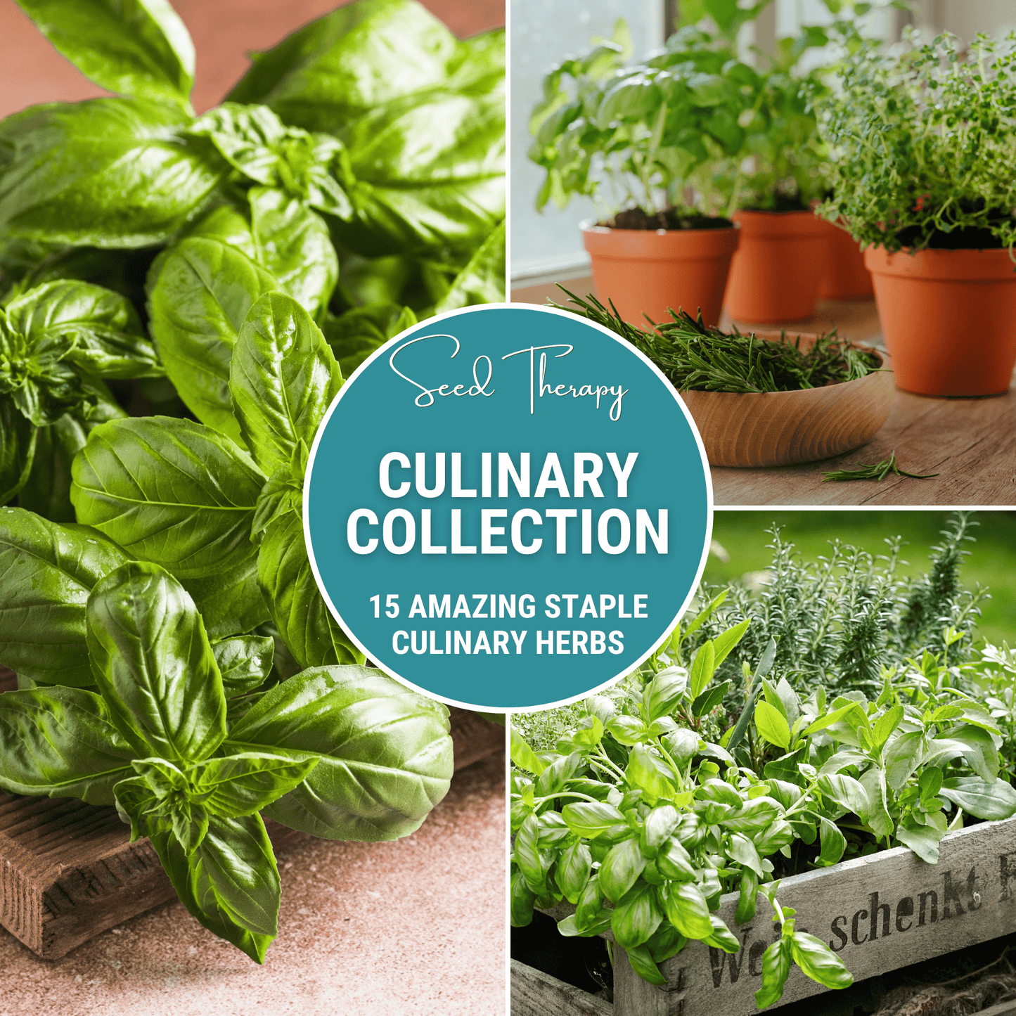 Culinary Herb Seed Collection ā 15 Varieties