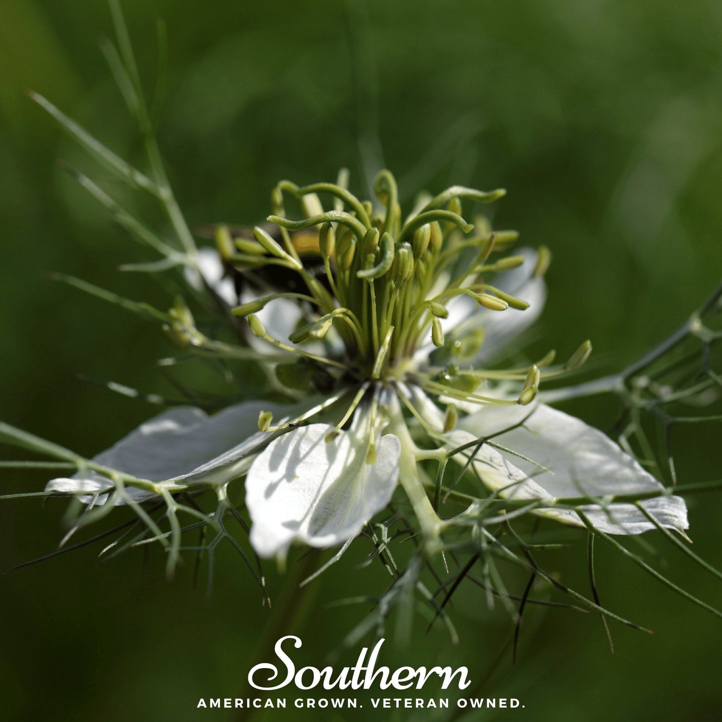 Black Cumin ā 50 Seeds