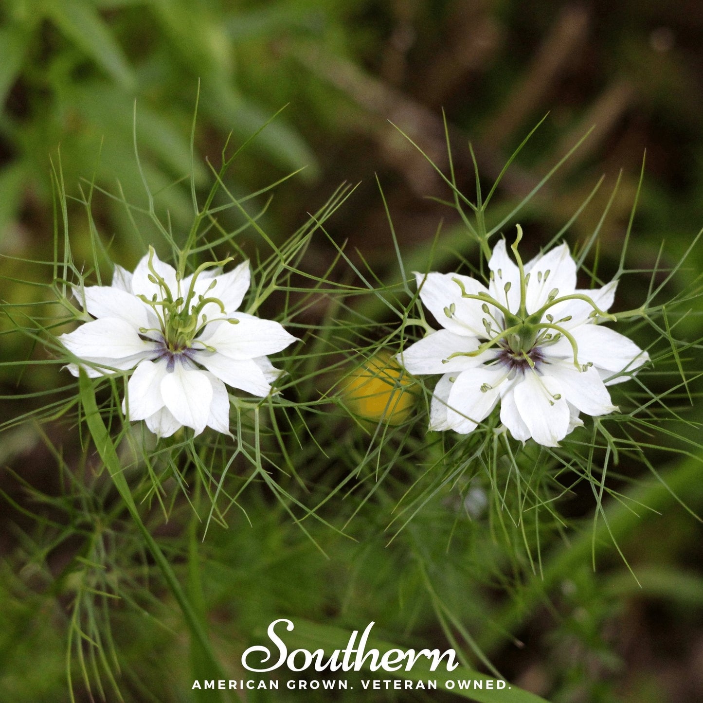Black Cumin ā 50 Seeds