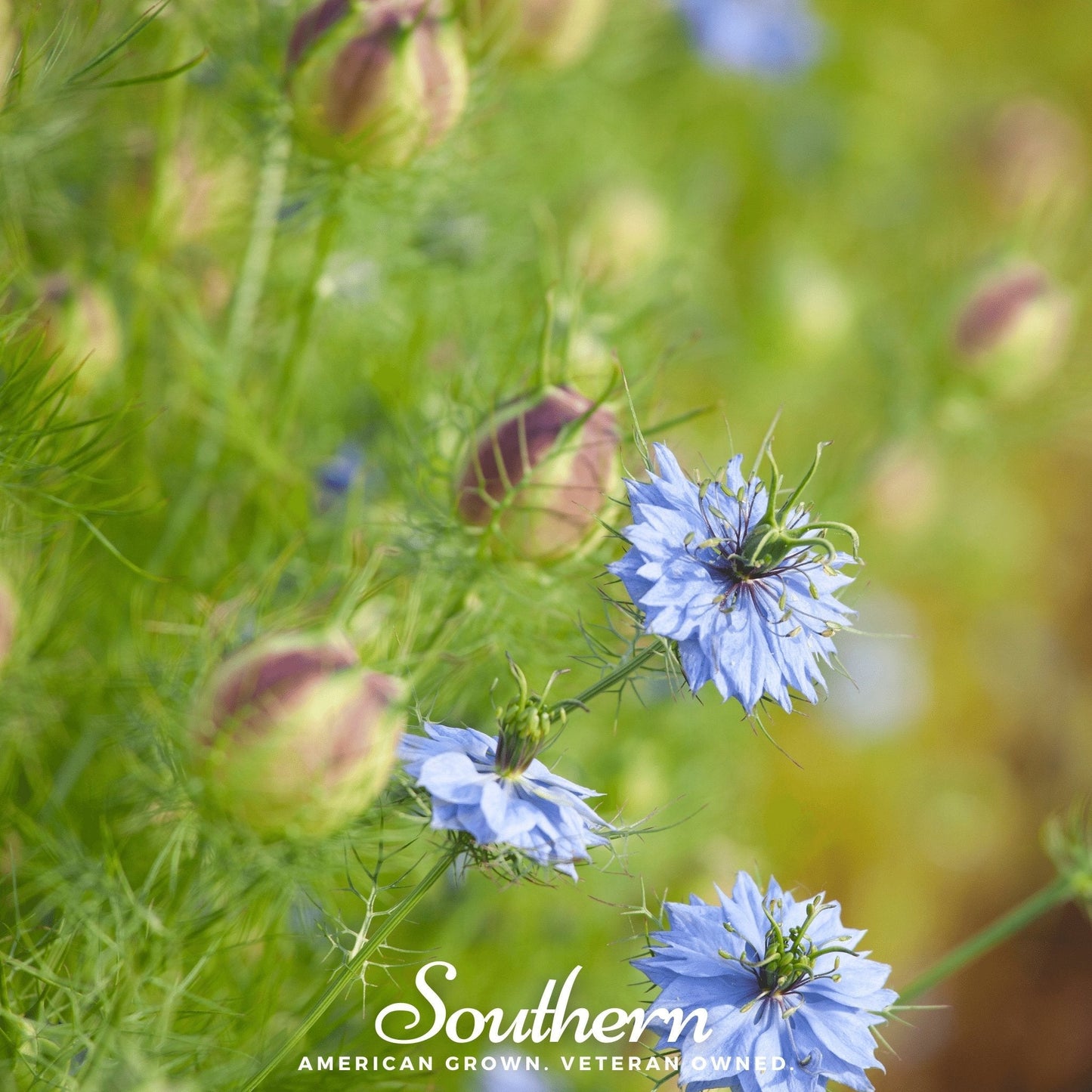 Black Cumin ā 50 Seeds