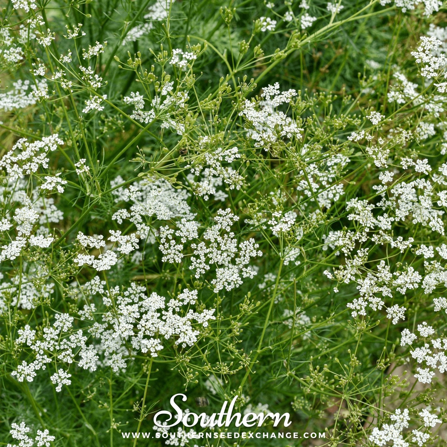 Cumin ā 100 Seeds