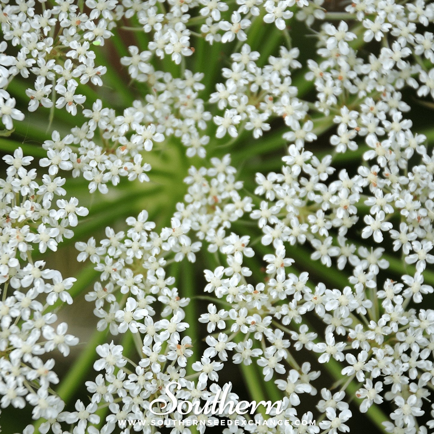 Cumin ā 100 Seeds