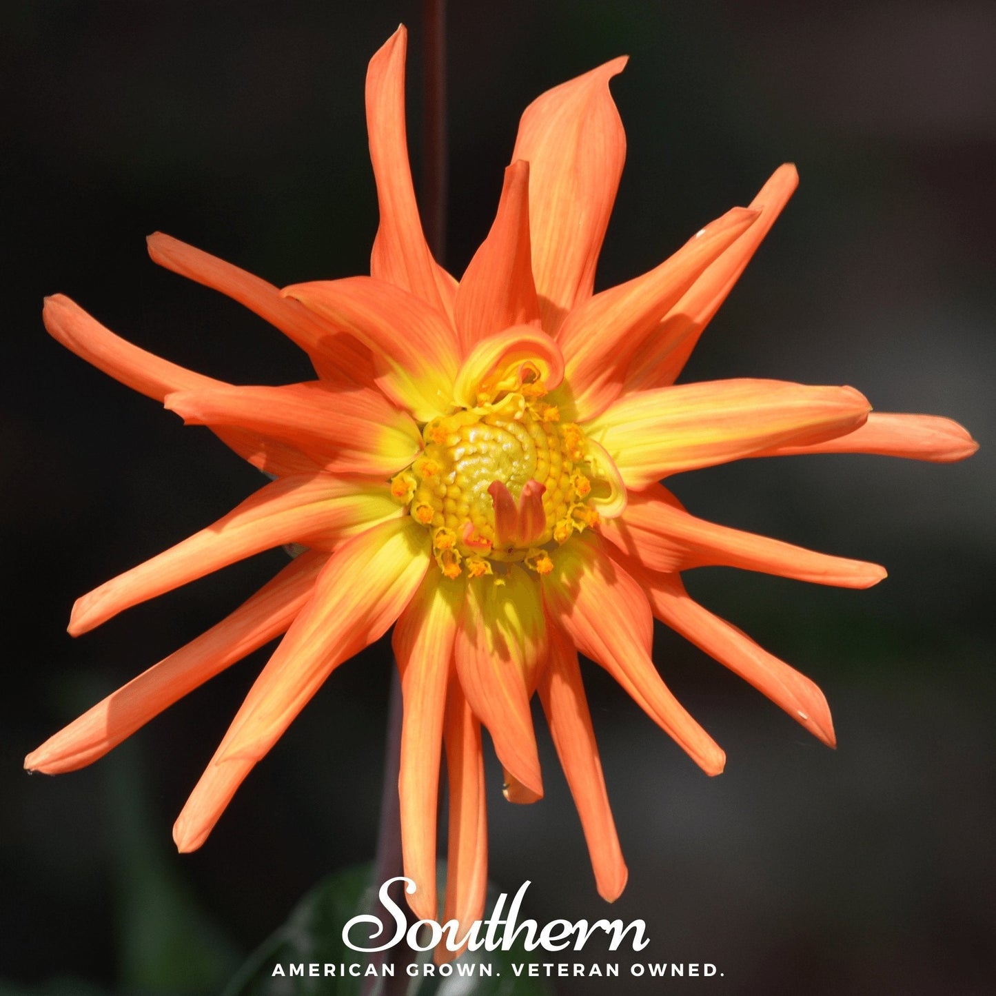 Cactus Dahlia Mix ā 25 Seeds