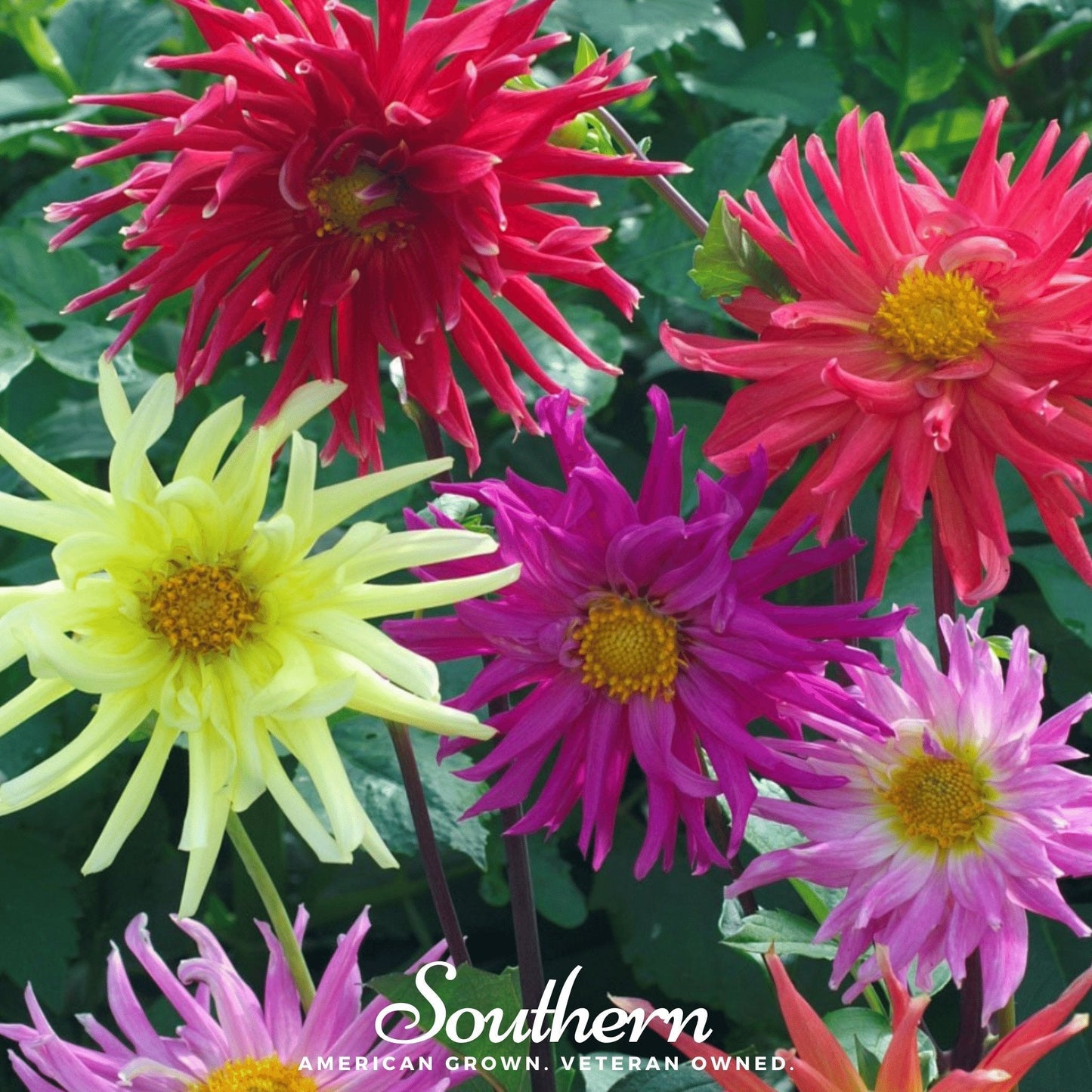 Cactus Dahlia Mix ā 25 Seeds