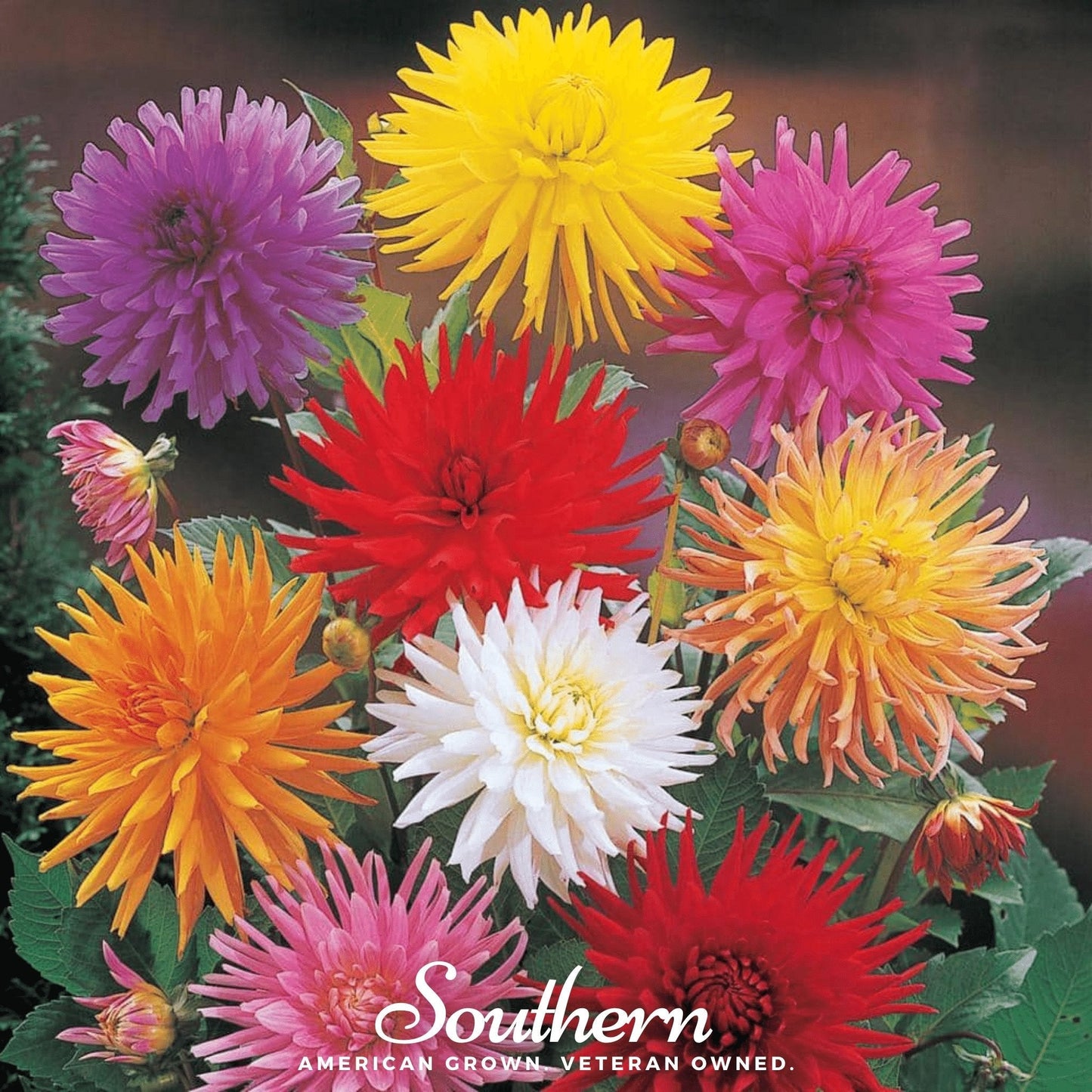 Cactus Dahlia Mix ā 25 Seeds