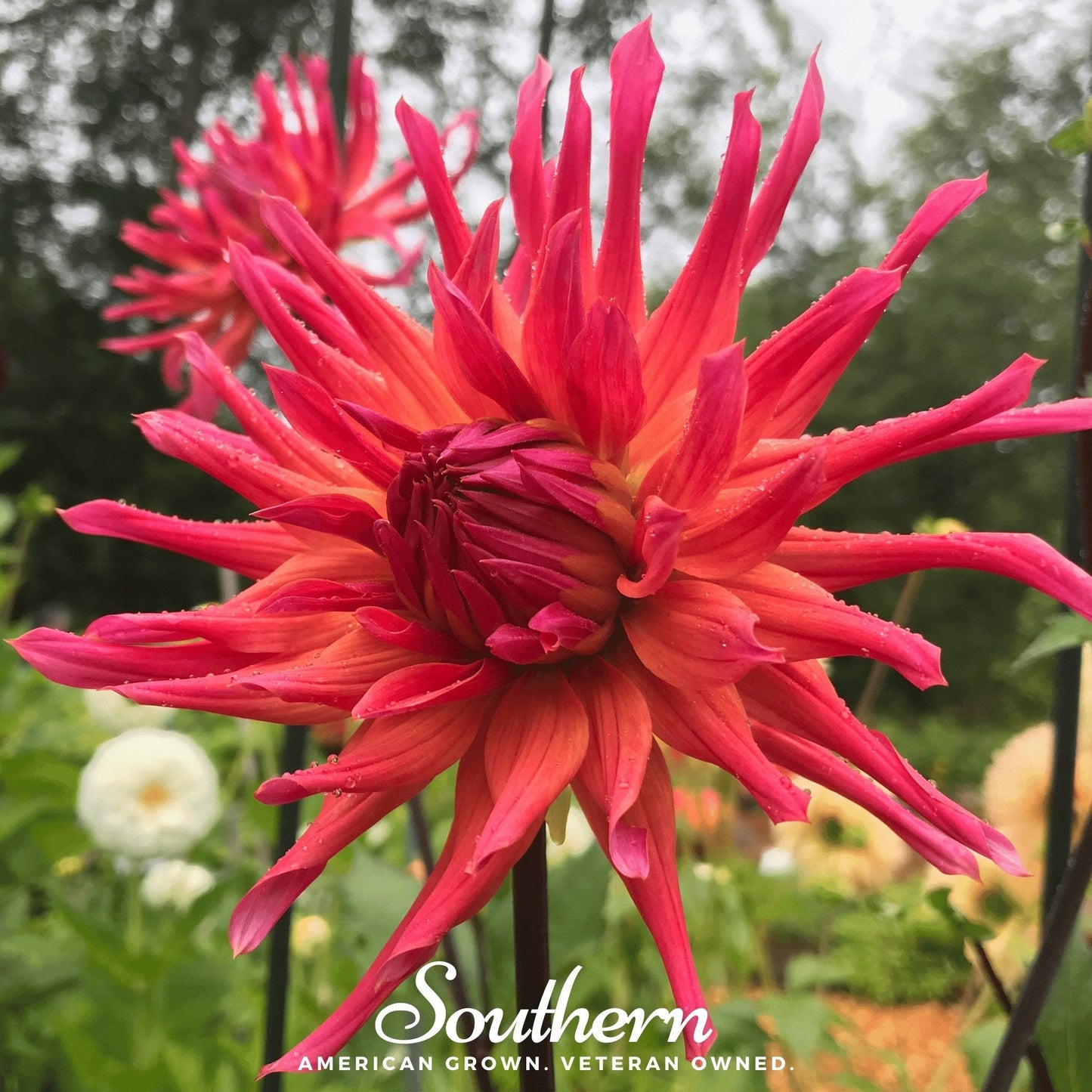 Cactus Dahlia Mix ā 25 Seeds