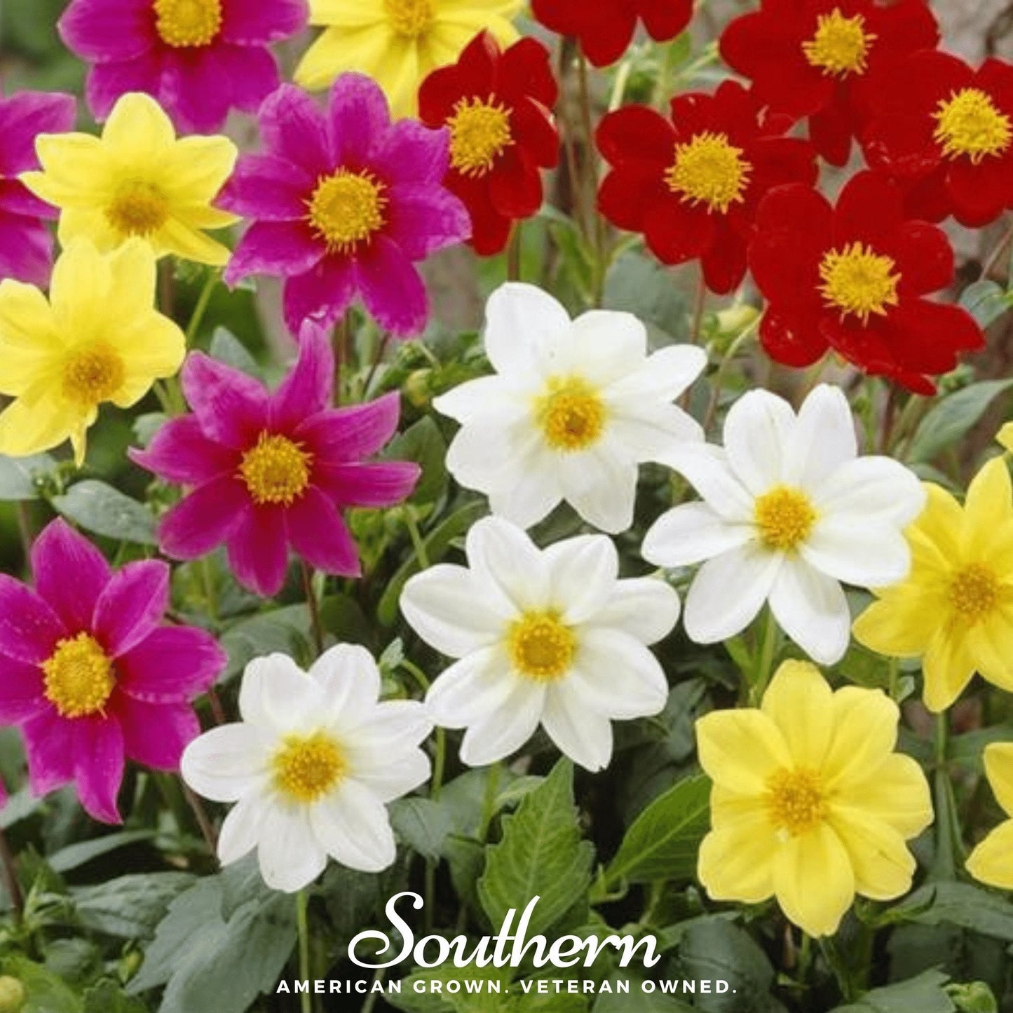 Mignon Dahlia Mix ā 25 Seeds
