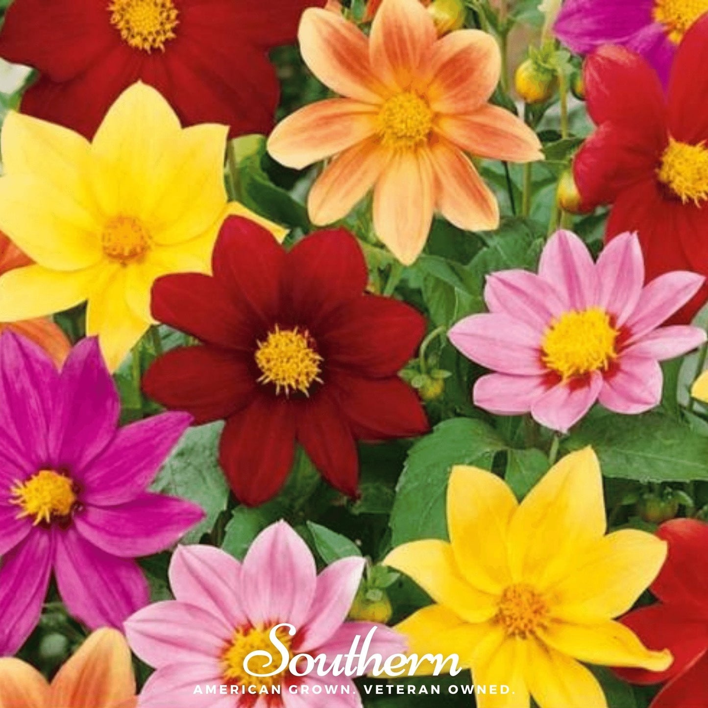 Mignon Dahlia Mix ā 25 Seeds