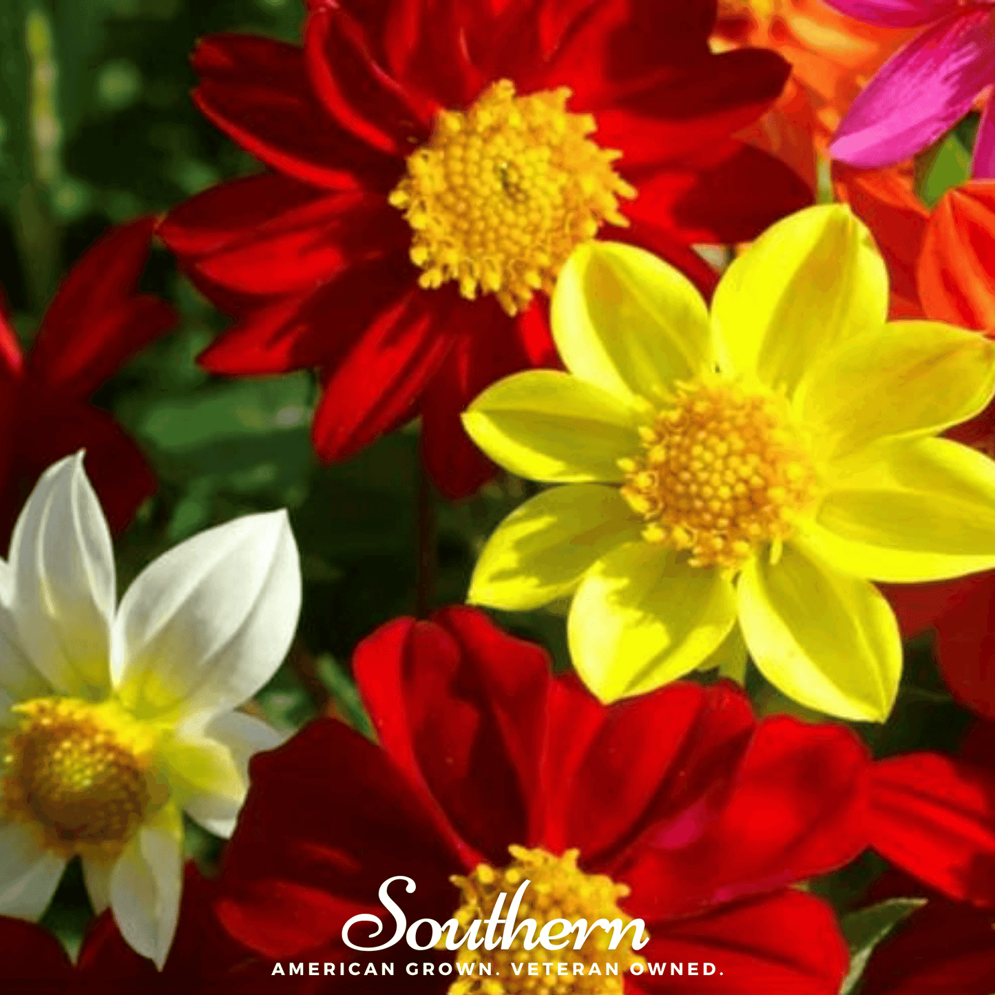 Mignon Dahlia Mix ā 25 Seeds