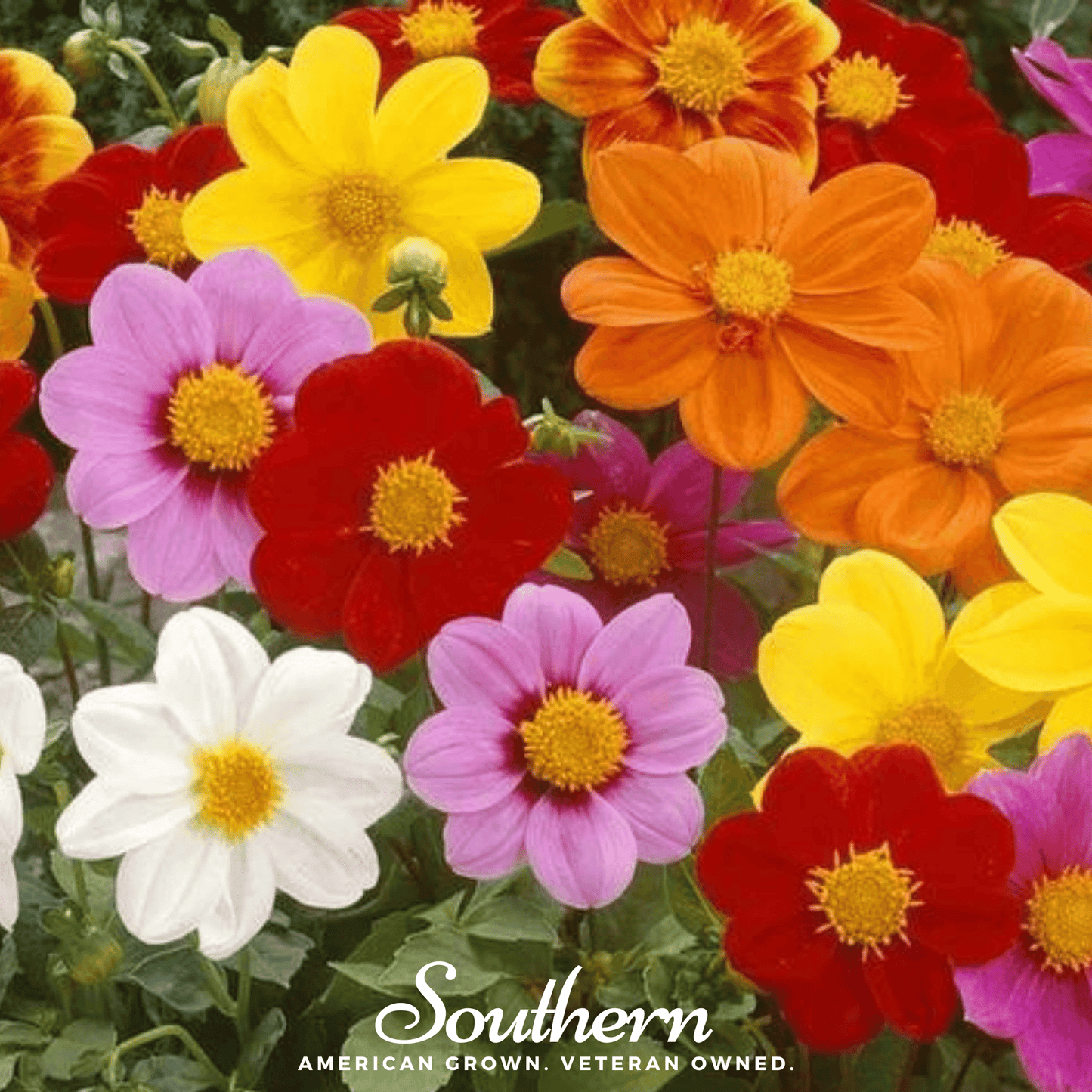 Mignon Dahlia Mix ā 25 Seeds