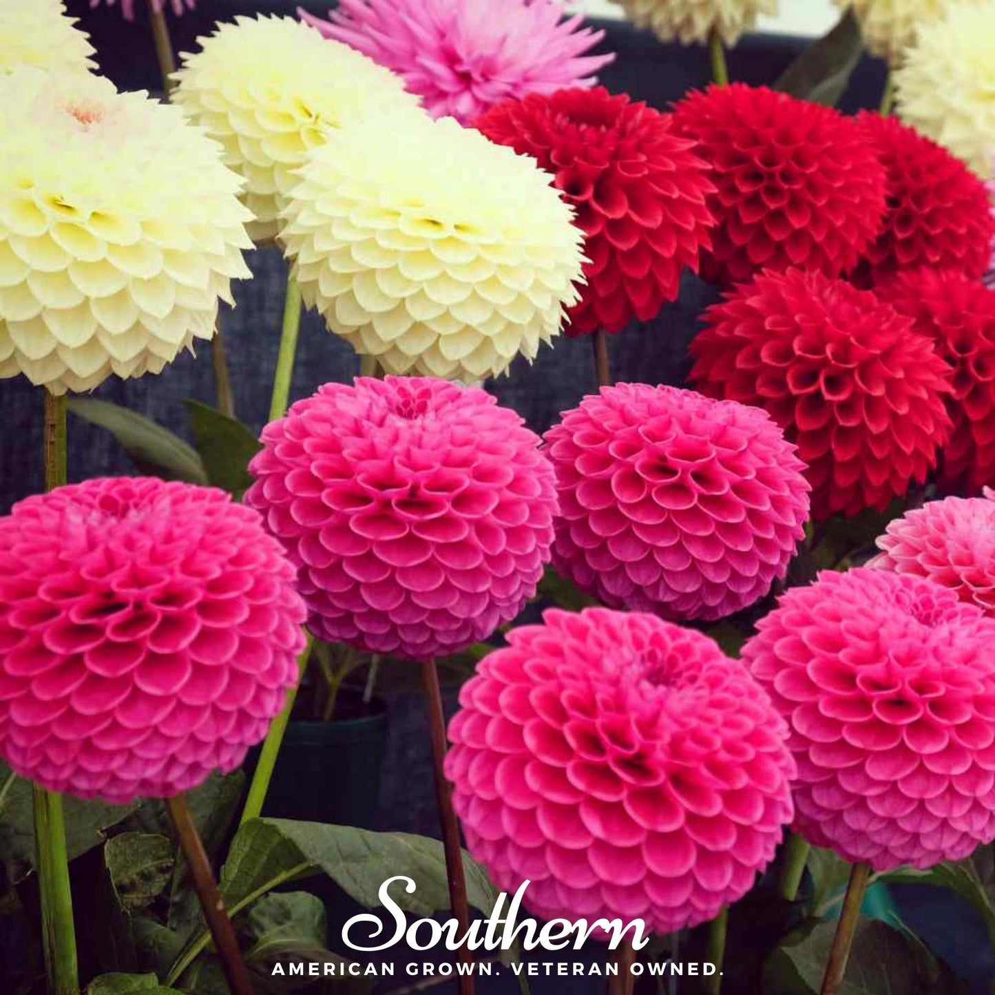 Pompon Dahlia Mix ā 25 Seeds