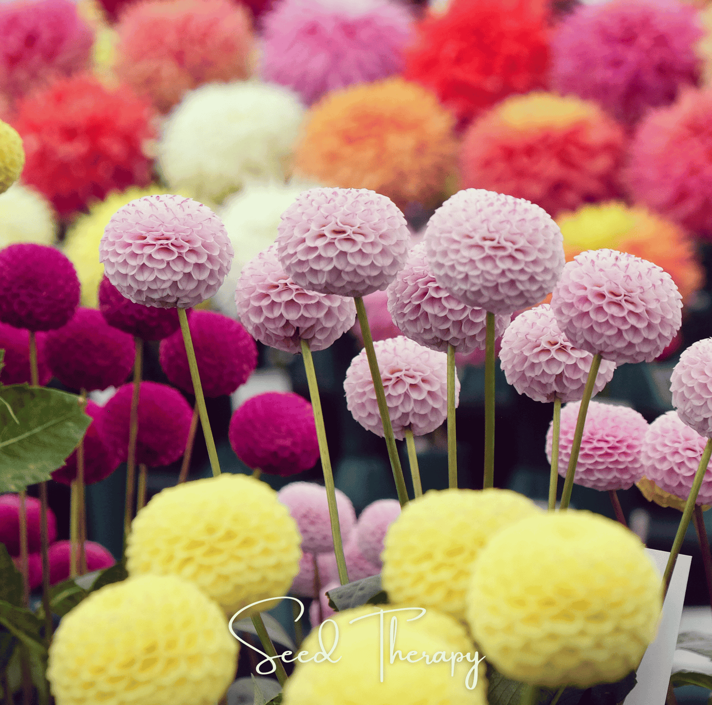 Pompon Dahlia Mix ā 25 Seeds