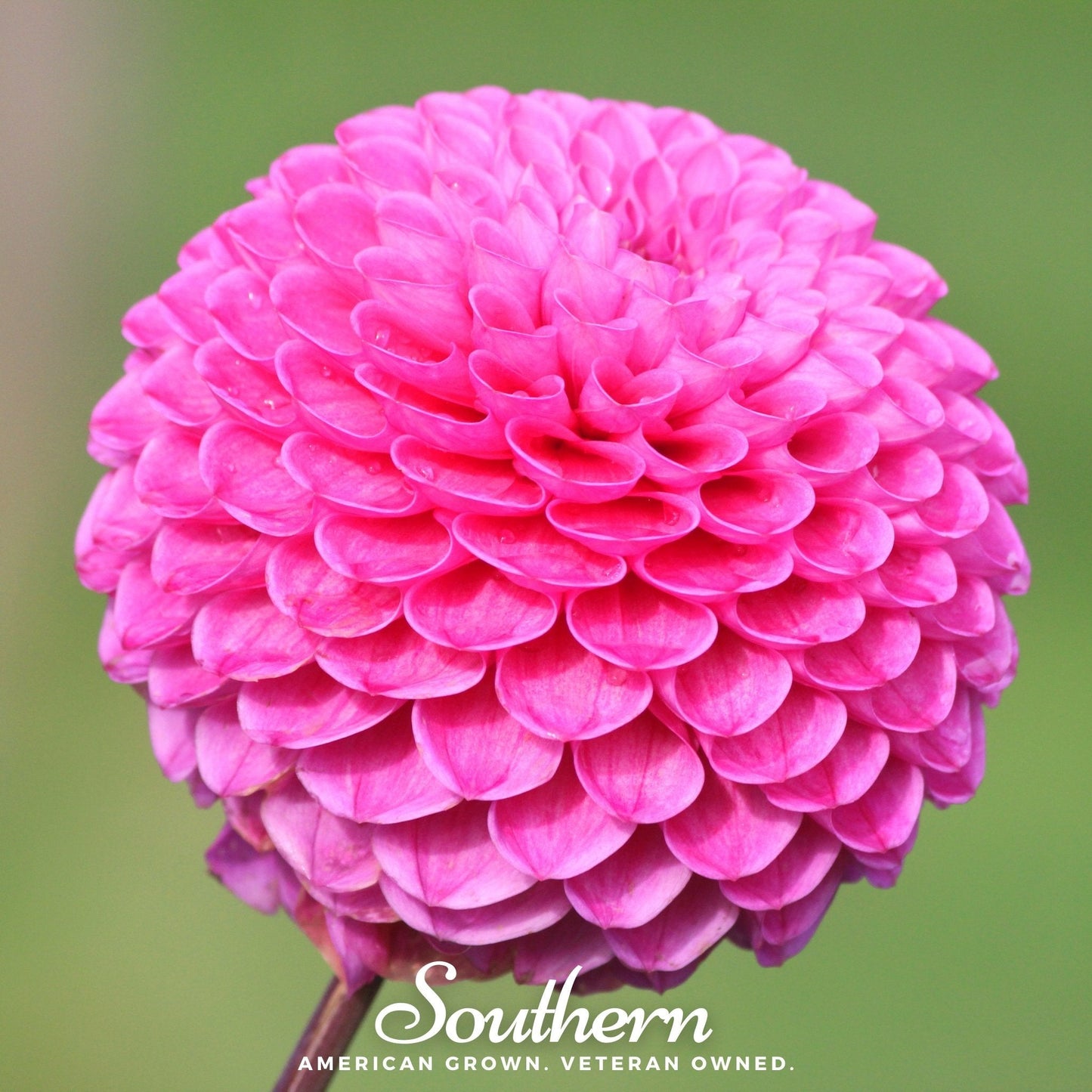 Pompon Dahlia Mix ā 25 Seeds