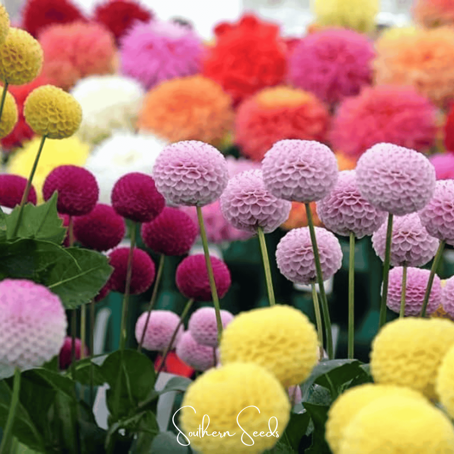 Pompon Dahlia Mix ā 25 Seeds