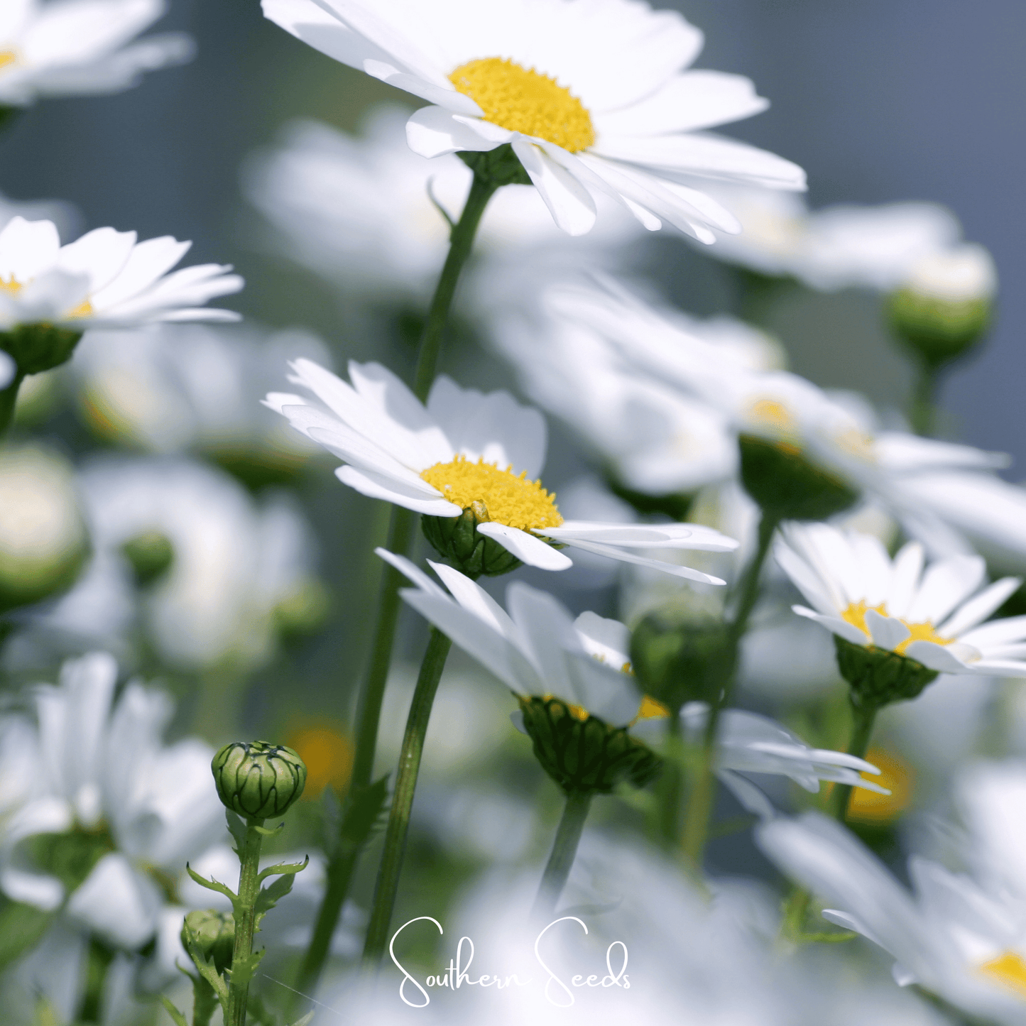 Creeping Daisy ā 100 Seeds