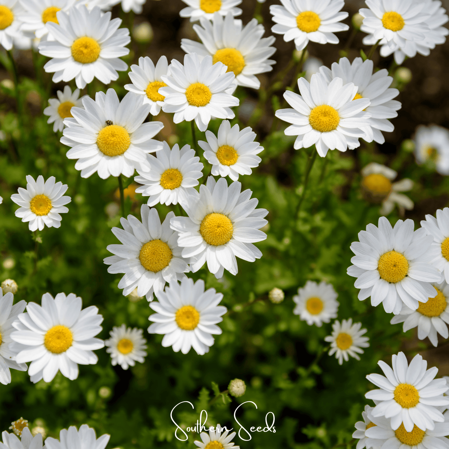 Creeping Daisy ā 100 Seeds