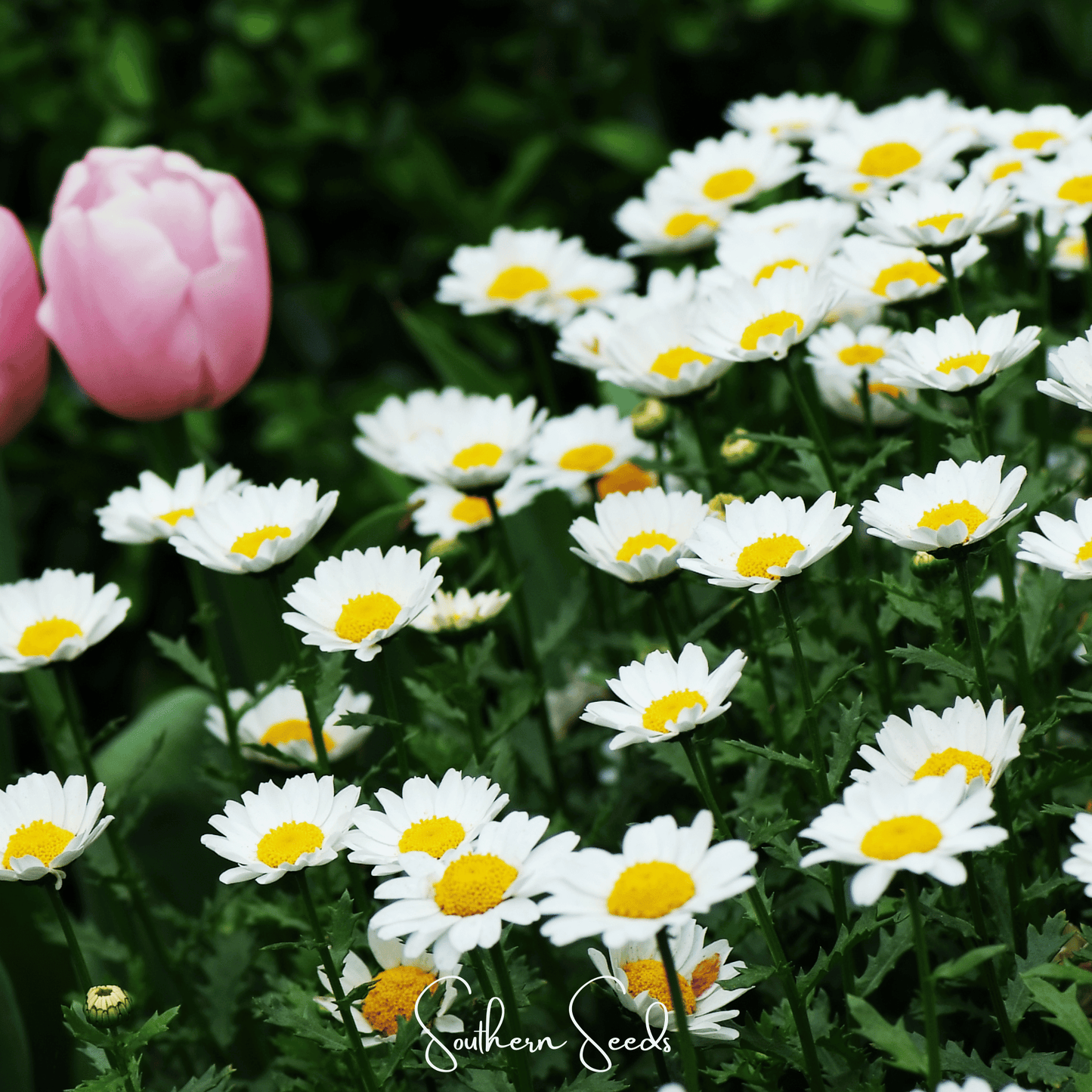 Creeping Daisy ā 100 Seeds