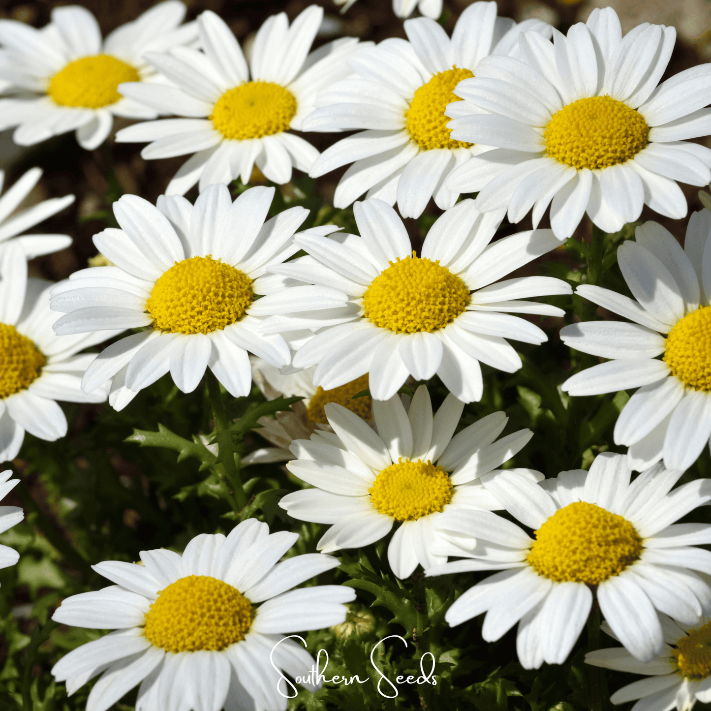 Creeping Daisy ā 100 Seeds