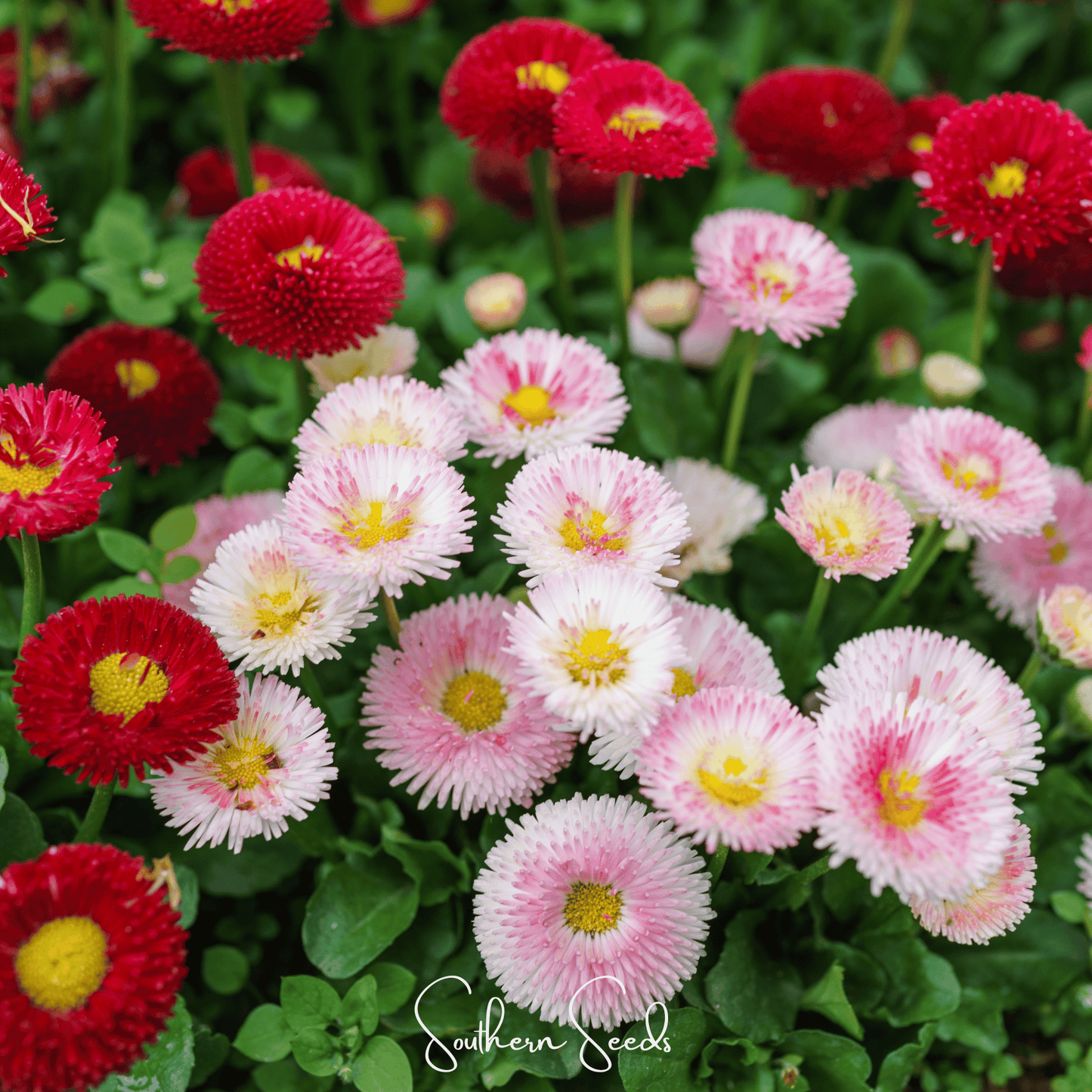 Super Enorma English Daisy Mix ā 100 Seeds
