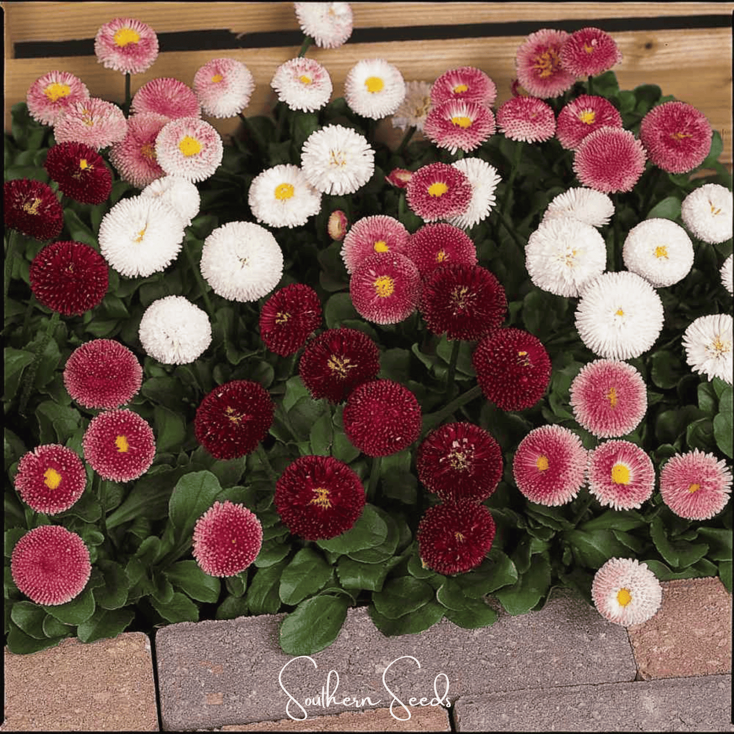 Super Enorma English Daisy Mix ā 100 Seeds