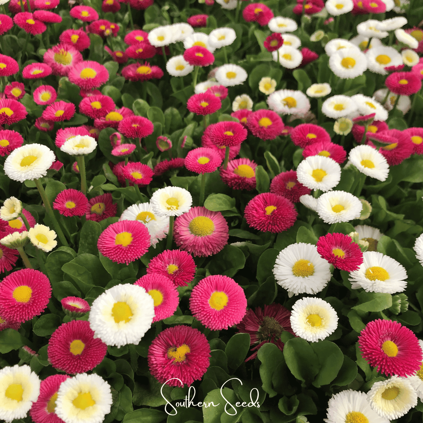 Super Enorma English Daisy Mix ā 100 Seeds