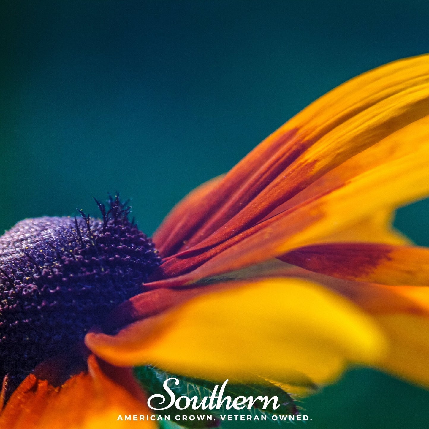 Gloriosa Daisy – 100 Seeds
