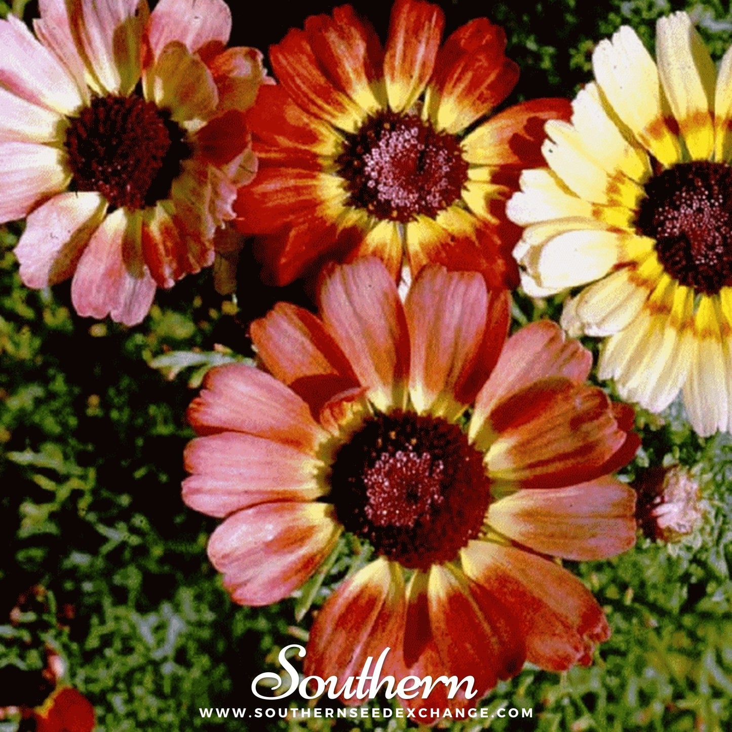 Painted Daisy ā 100 Seeds