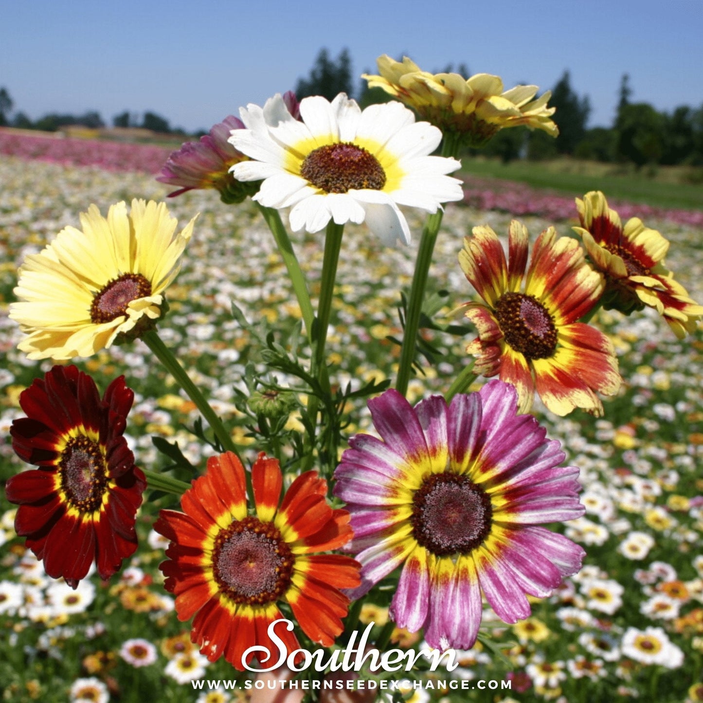 Painted Daisy ā 100 Seeds
