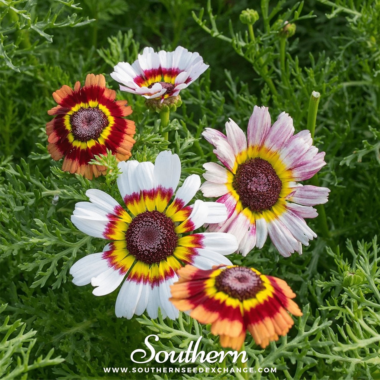 Painted Daisy ā 100 Seeds