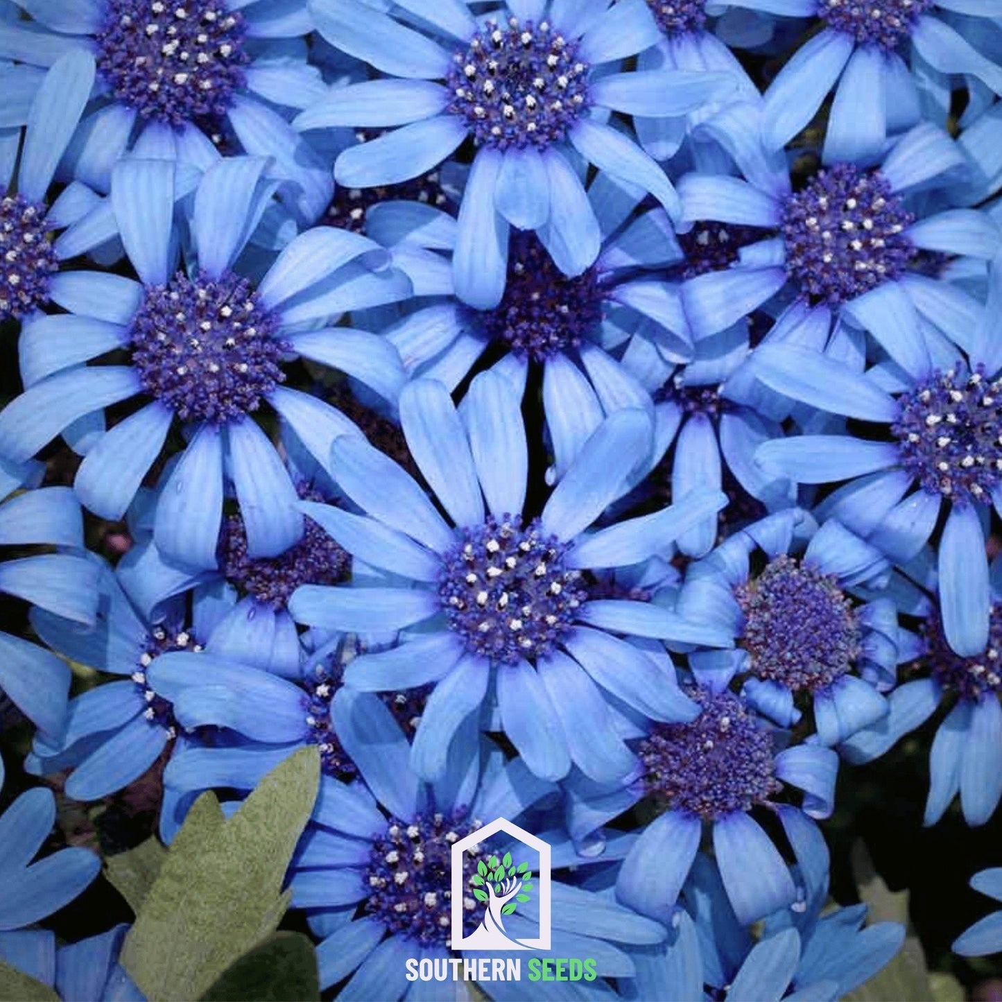 The Blues Blue Daisy ā 50 Seeds
