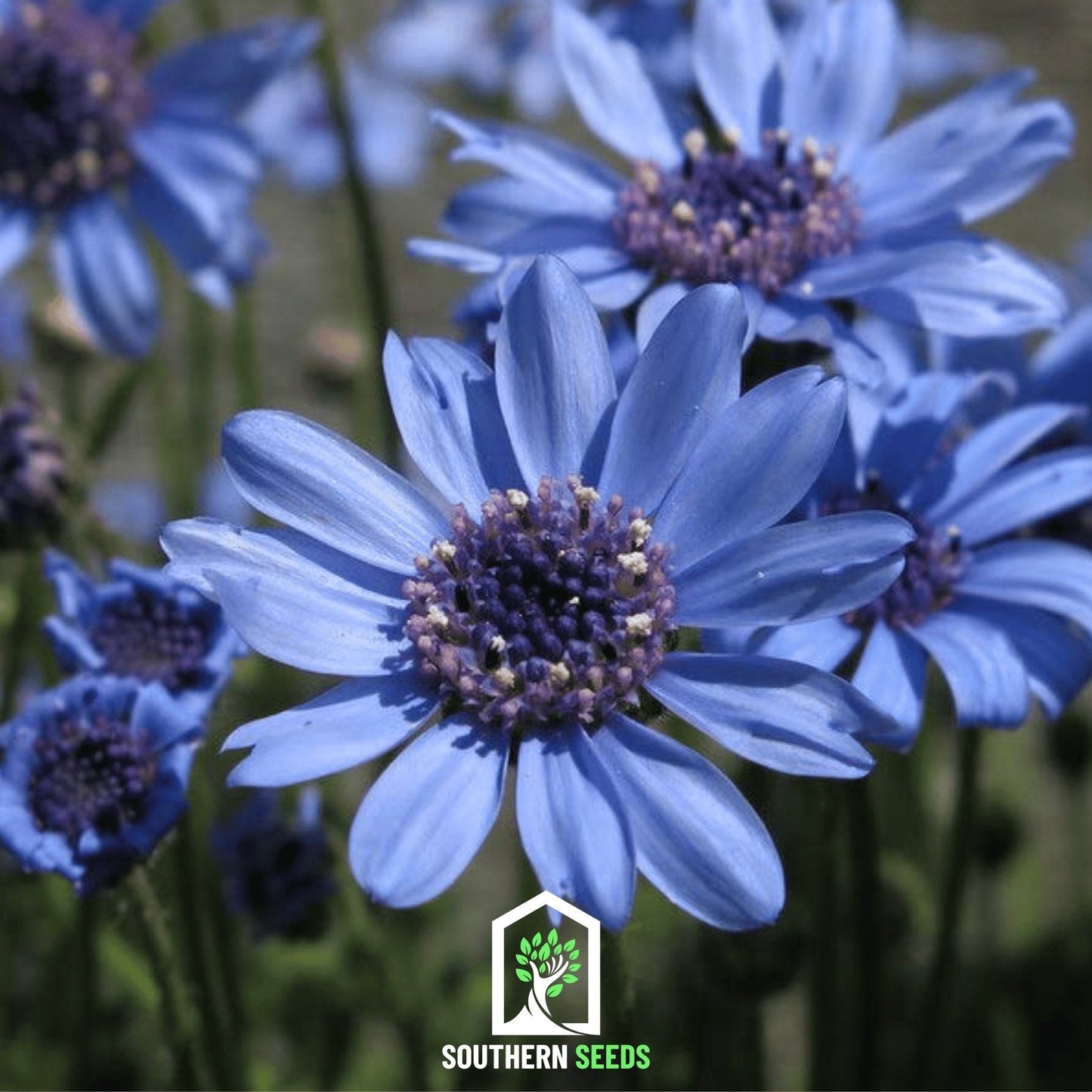 The Blues Blue Daisy ā 50 Seeds