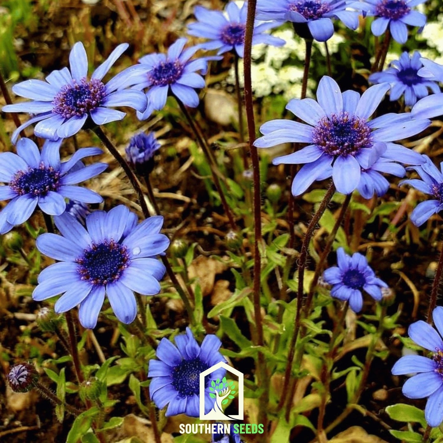The Blues Blue Daisy ā 50 Seeds
