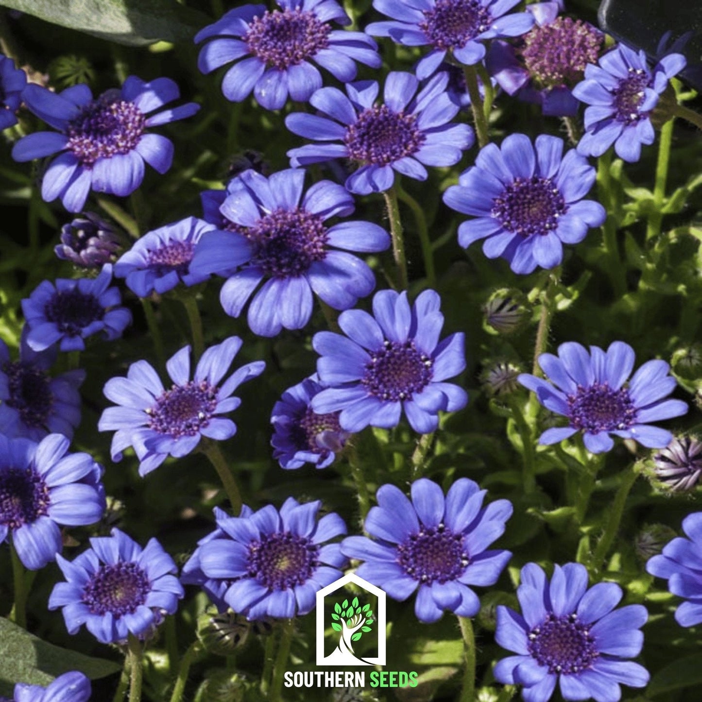 The Blues Blue Daisy ā 50 Seeds