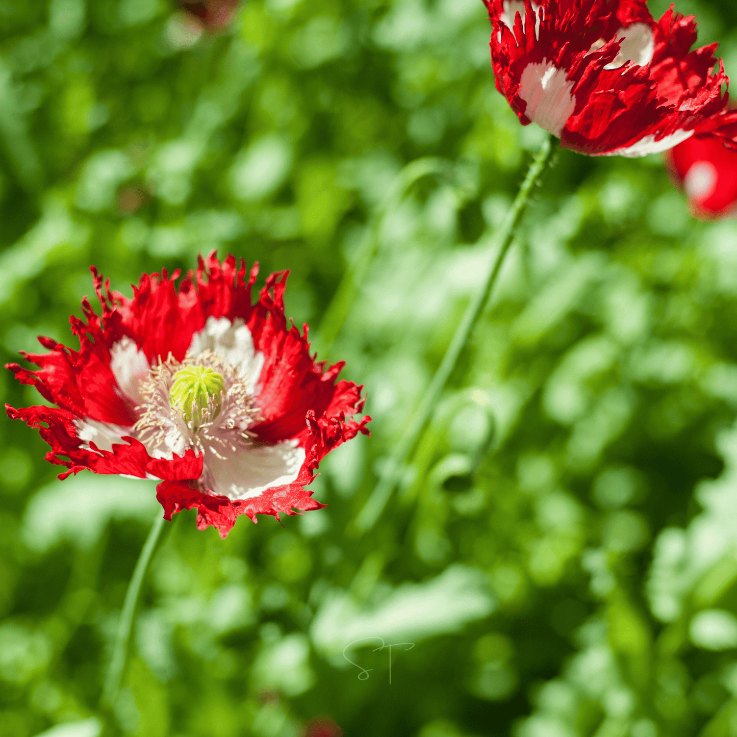 Danish Flag Poppy ā 100 Seeds