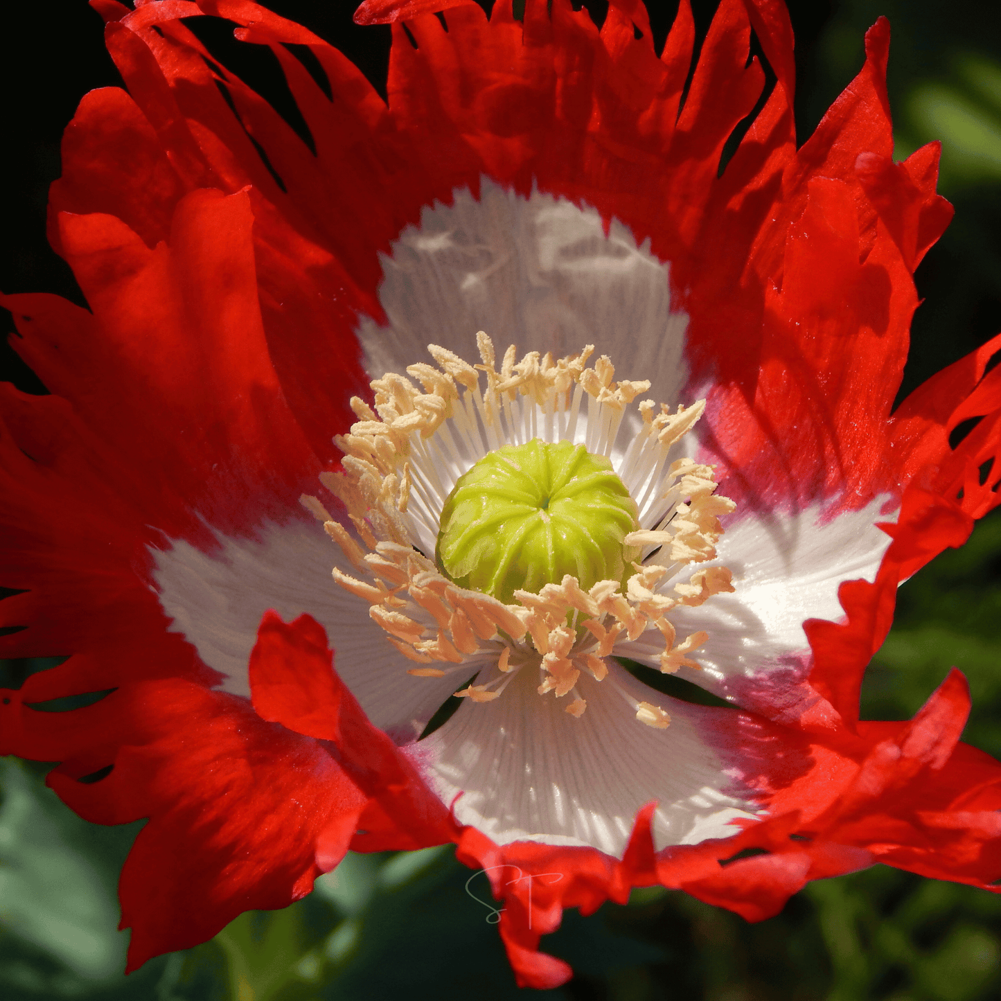 Danish Flag Poppy ā 100 Seeds