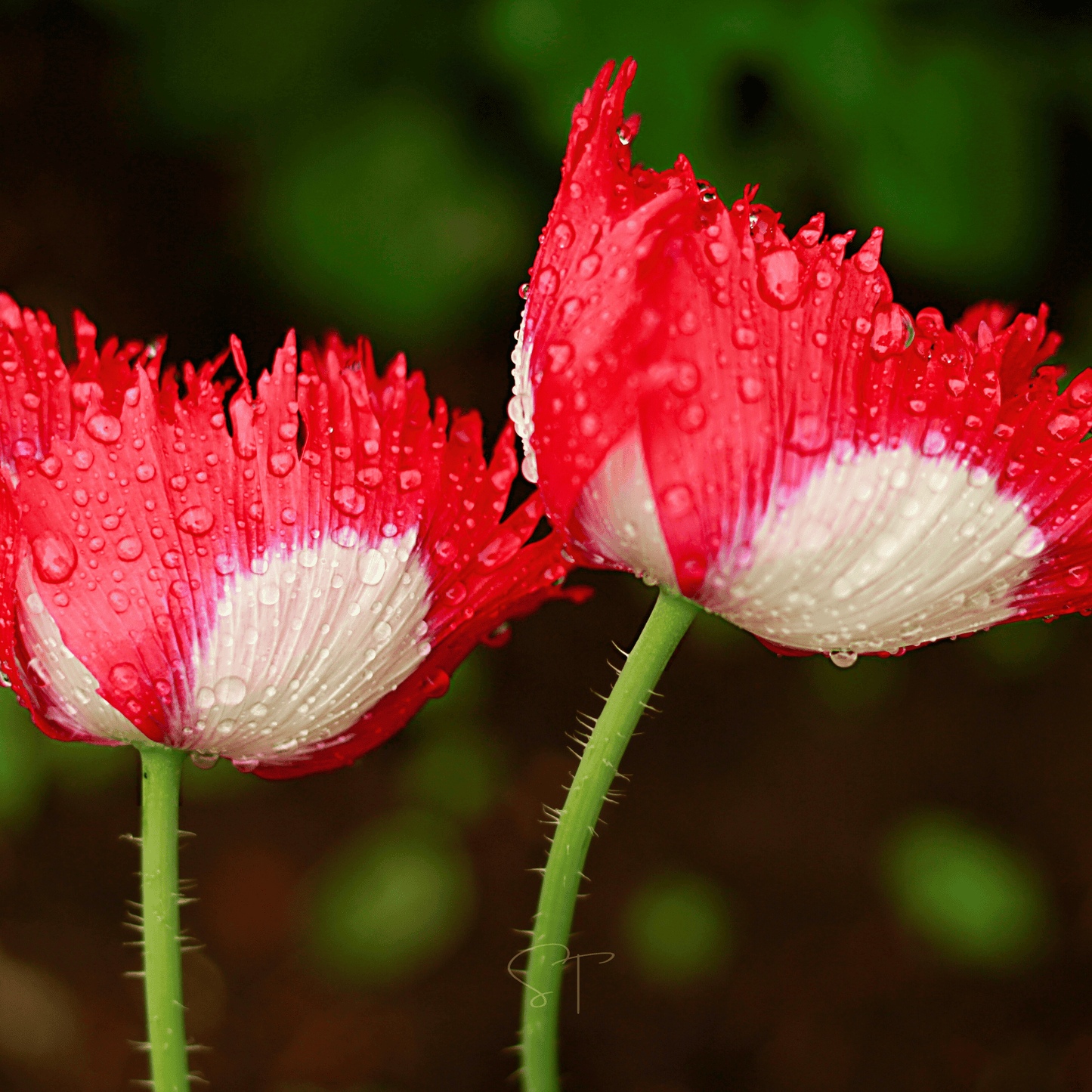 Danish Flag Poppy ā 100 Seeds