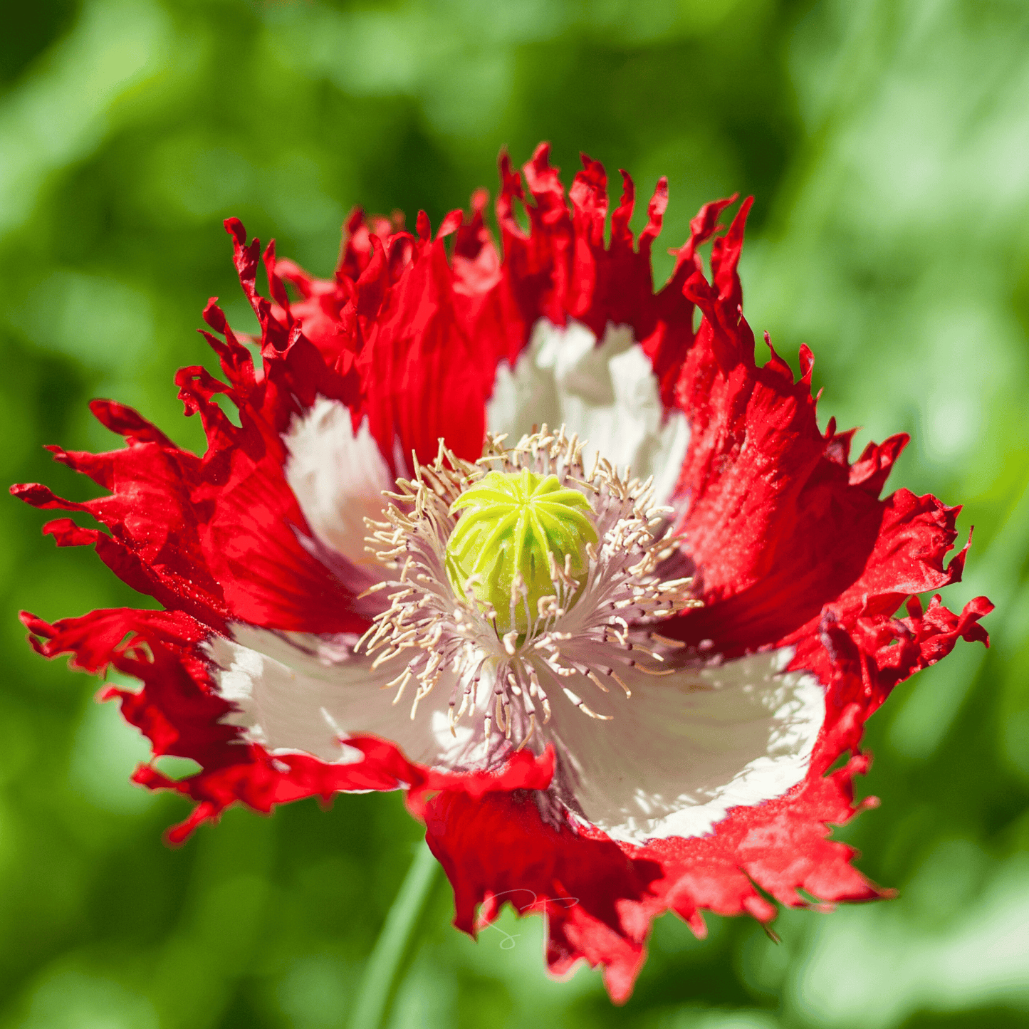 Danish Flag Poppy ā 100 Seeds