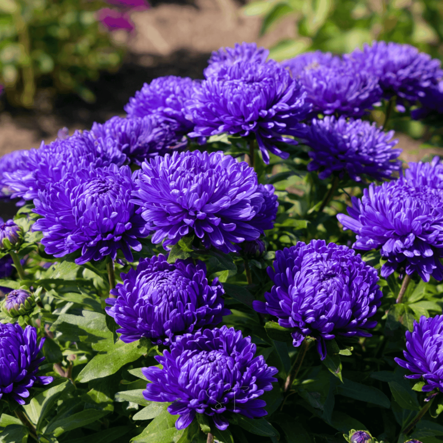 Dark Blue Paeony Duchess Aster ā 50 Seeds