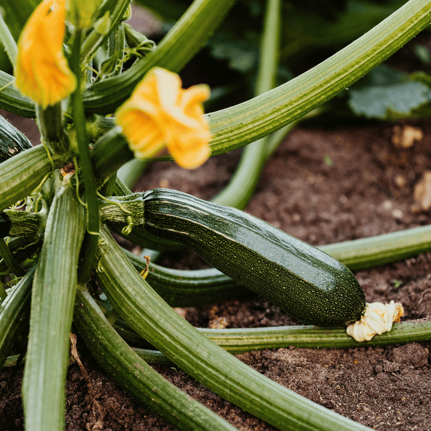 Dark Green Zucchini Summer Squash – 25 Seeds