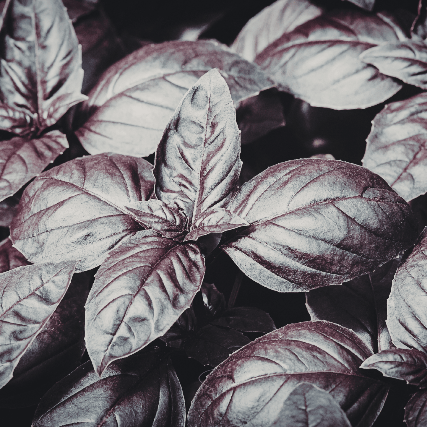 Dark Opal Basil ā 250 Seeds
