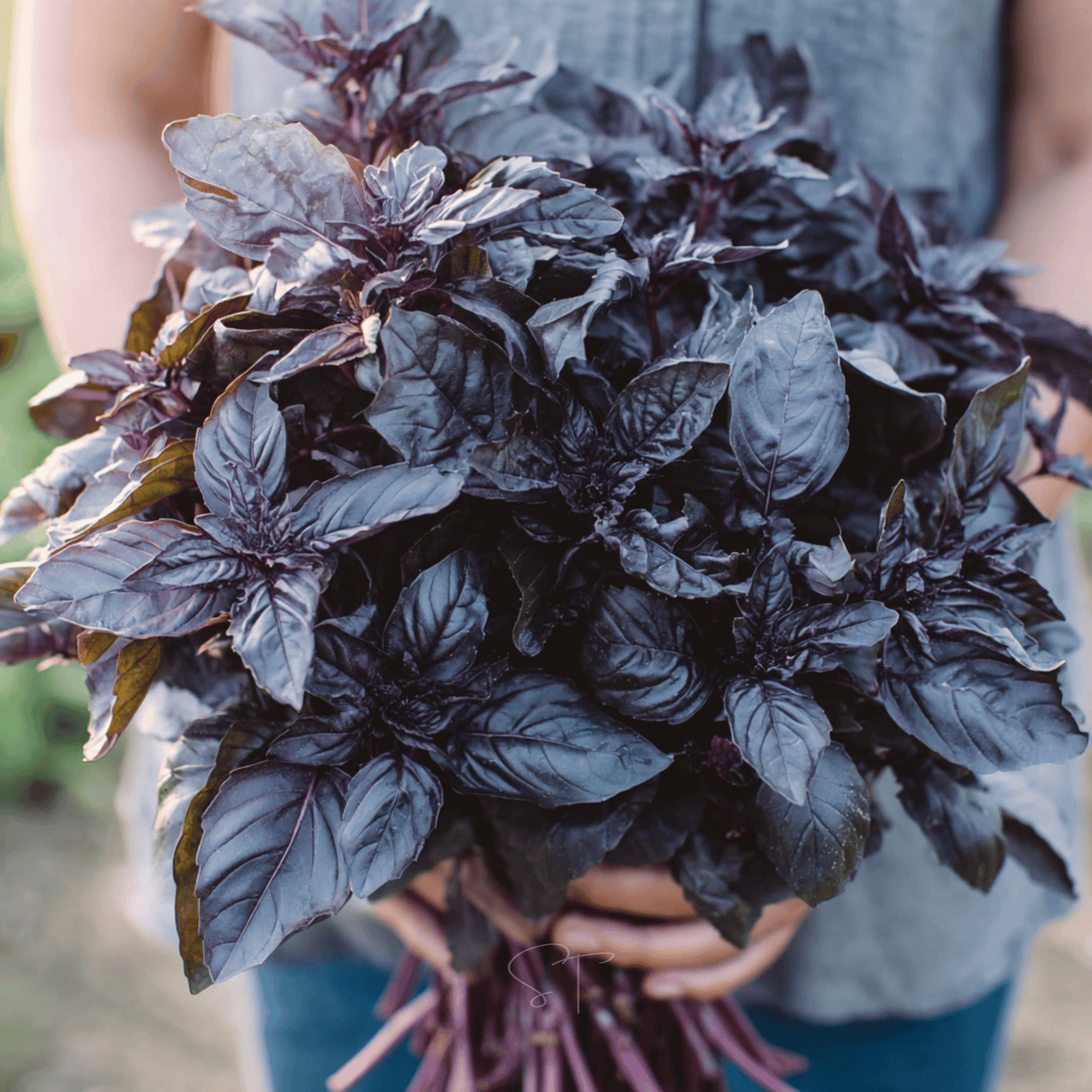 Dark Opal Basil ā 250 Seeds