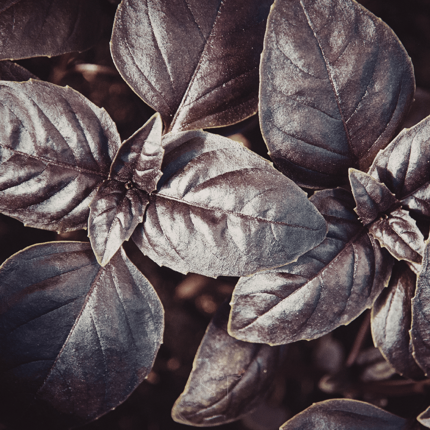 Dark Opal Basil ā 250 Seeds