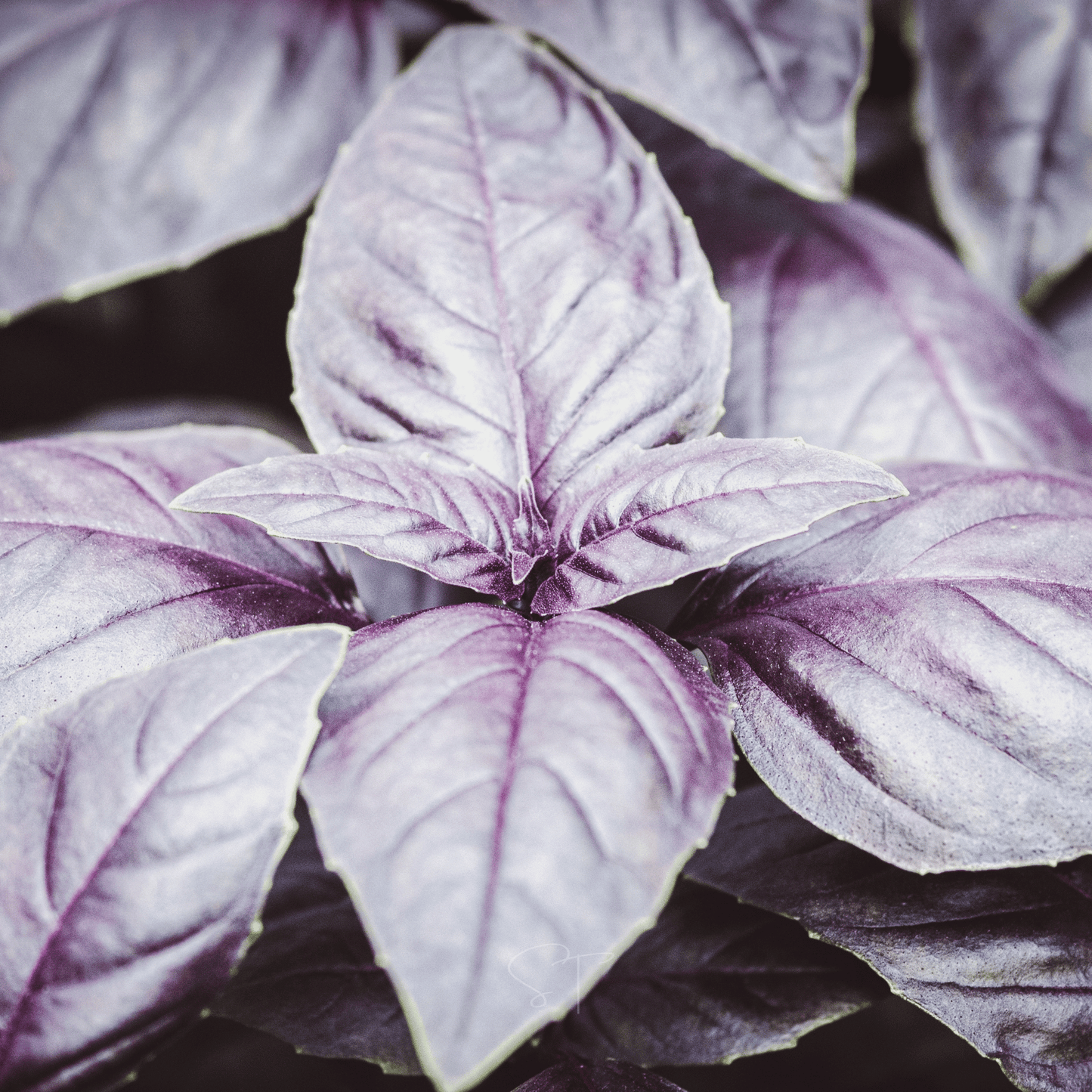 Dark Opal Basil ā 250 Seeds