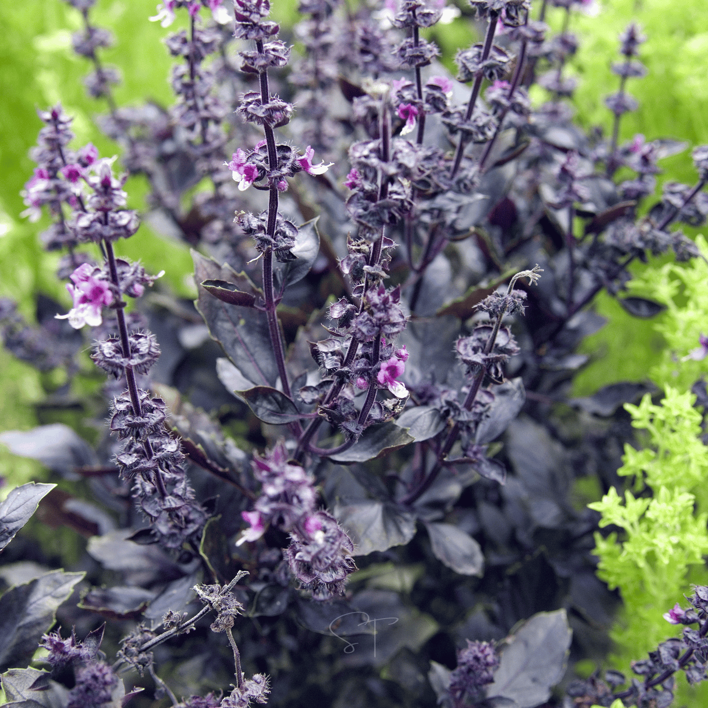 Dark Opal Basil ā 250 Seeds