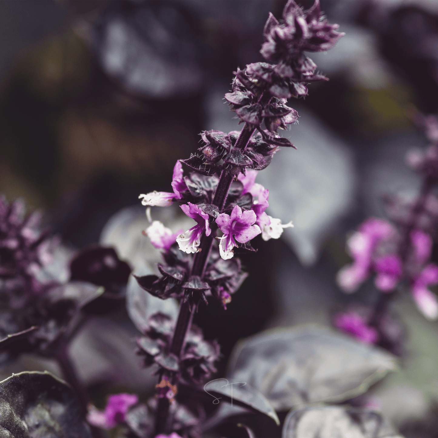 Dark Opal Basil ā 250 Seeds