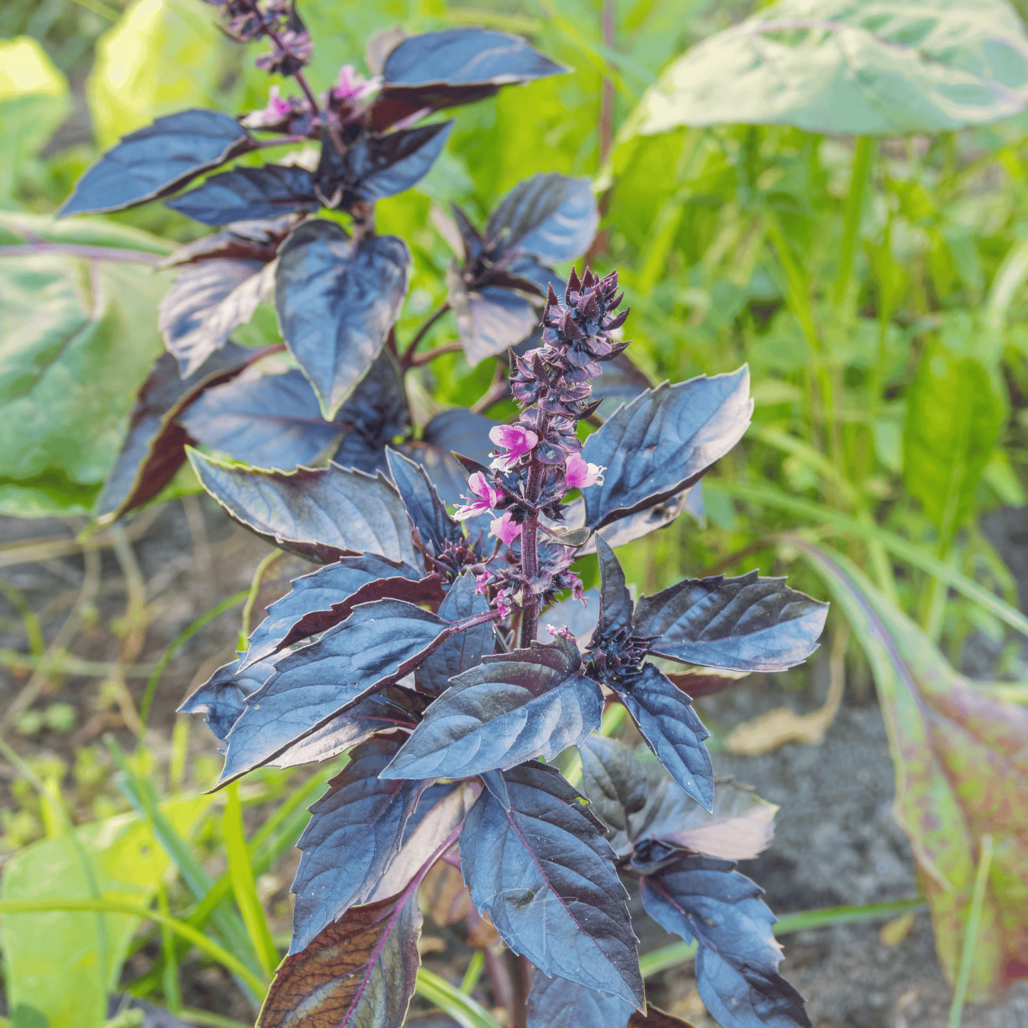 Dark Opal Basil ā 250 Seeds