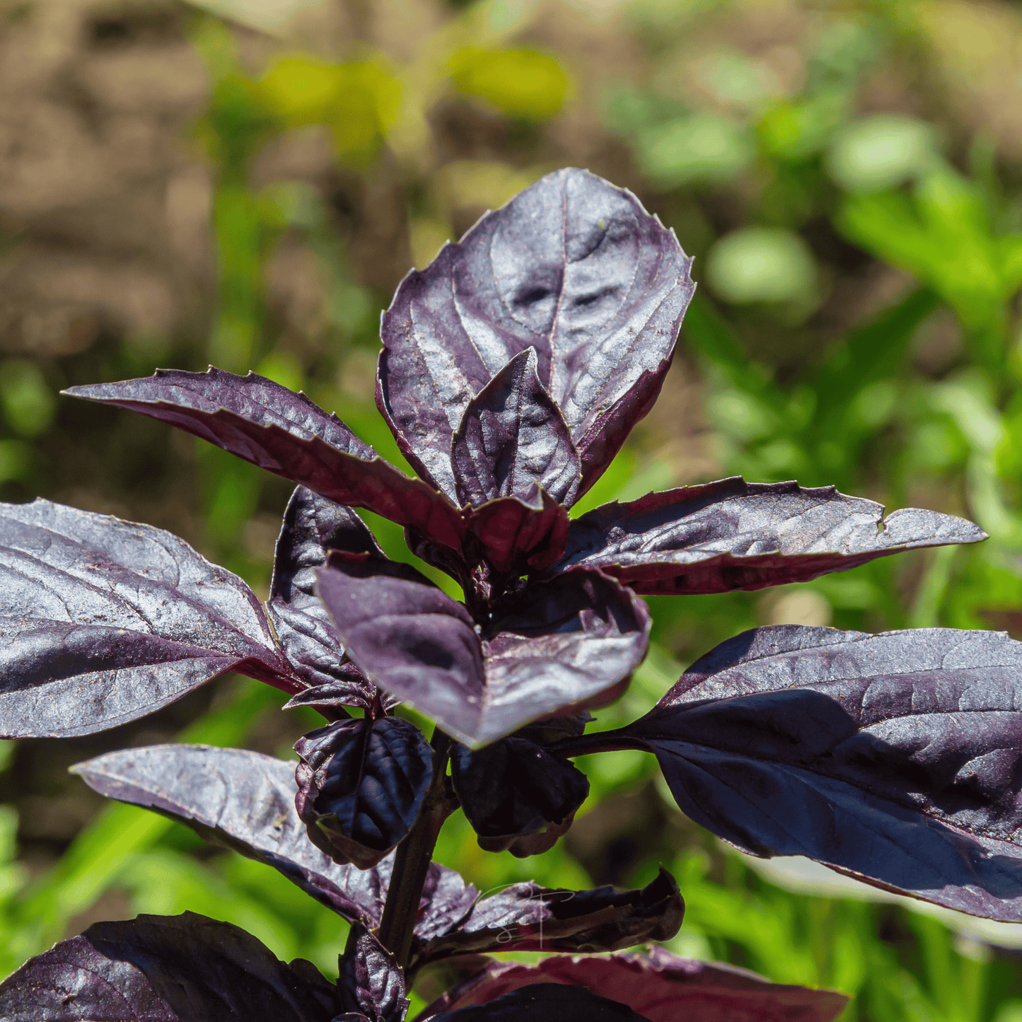 Dark Opal Basil ā 250 Seeds